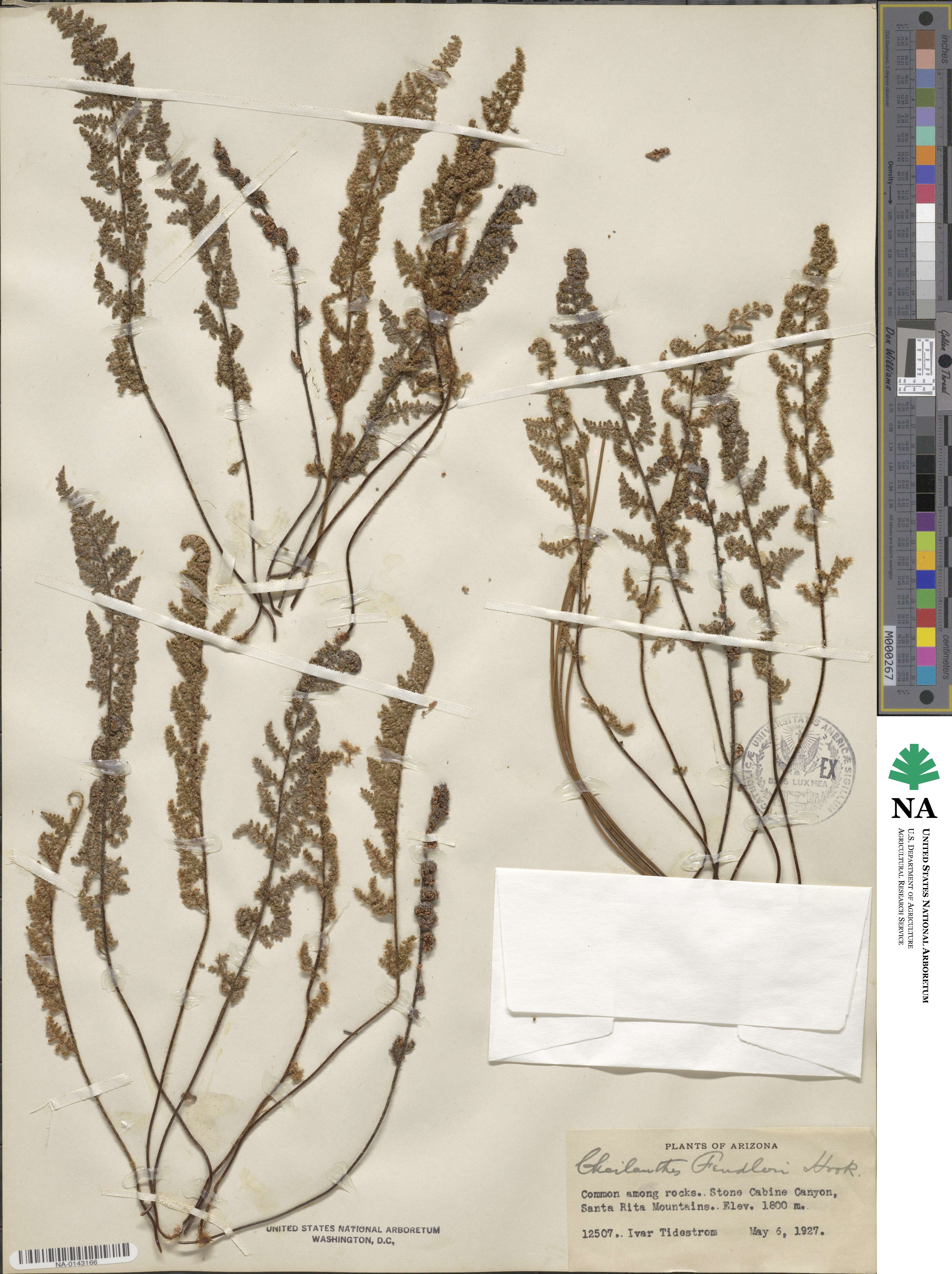Myriopteris fendleri image