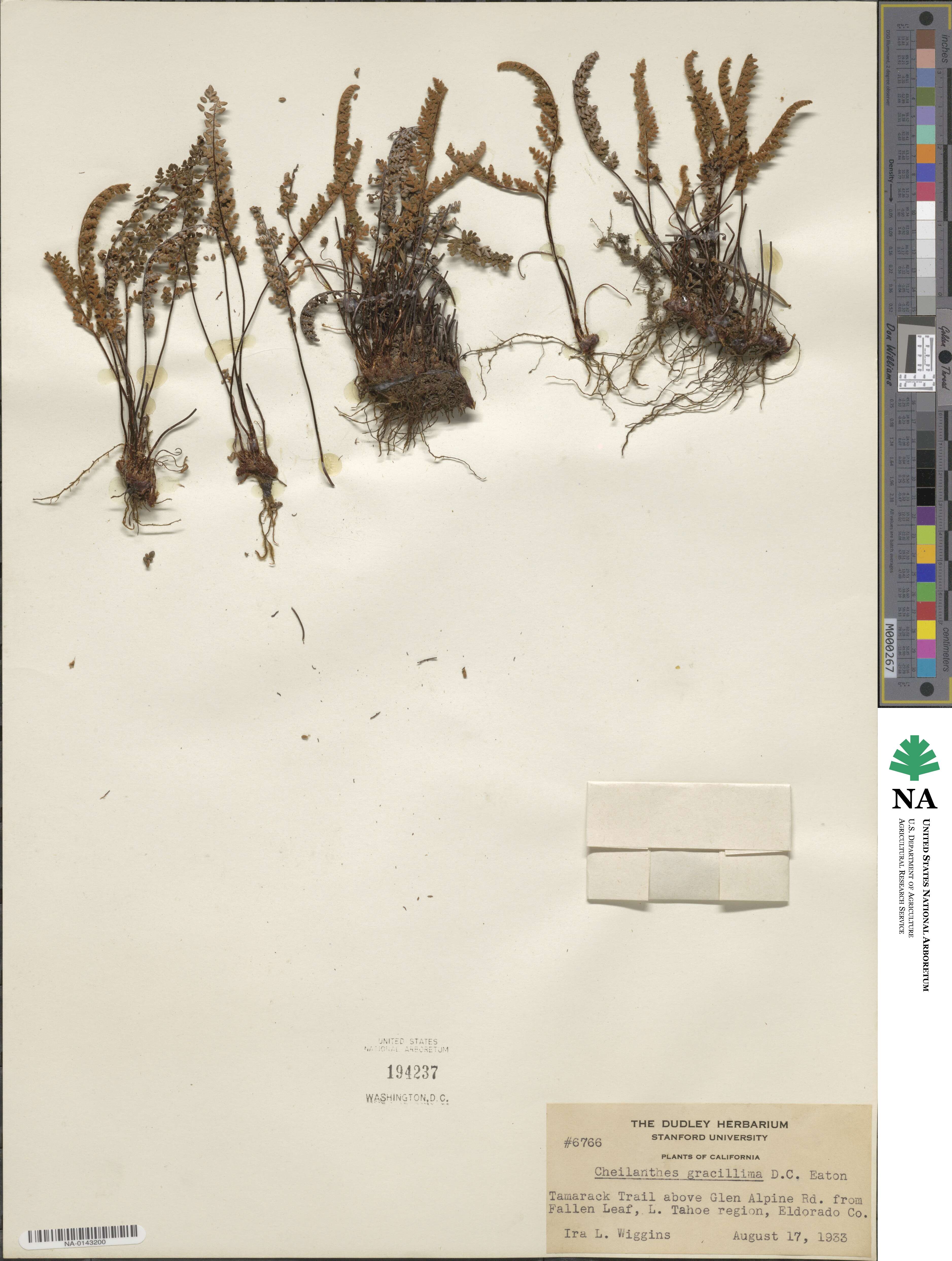 Myriopteris gracillima image