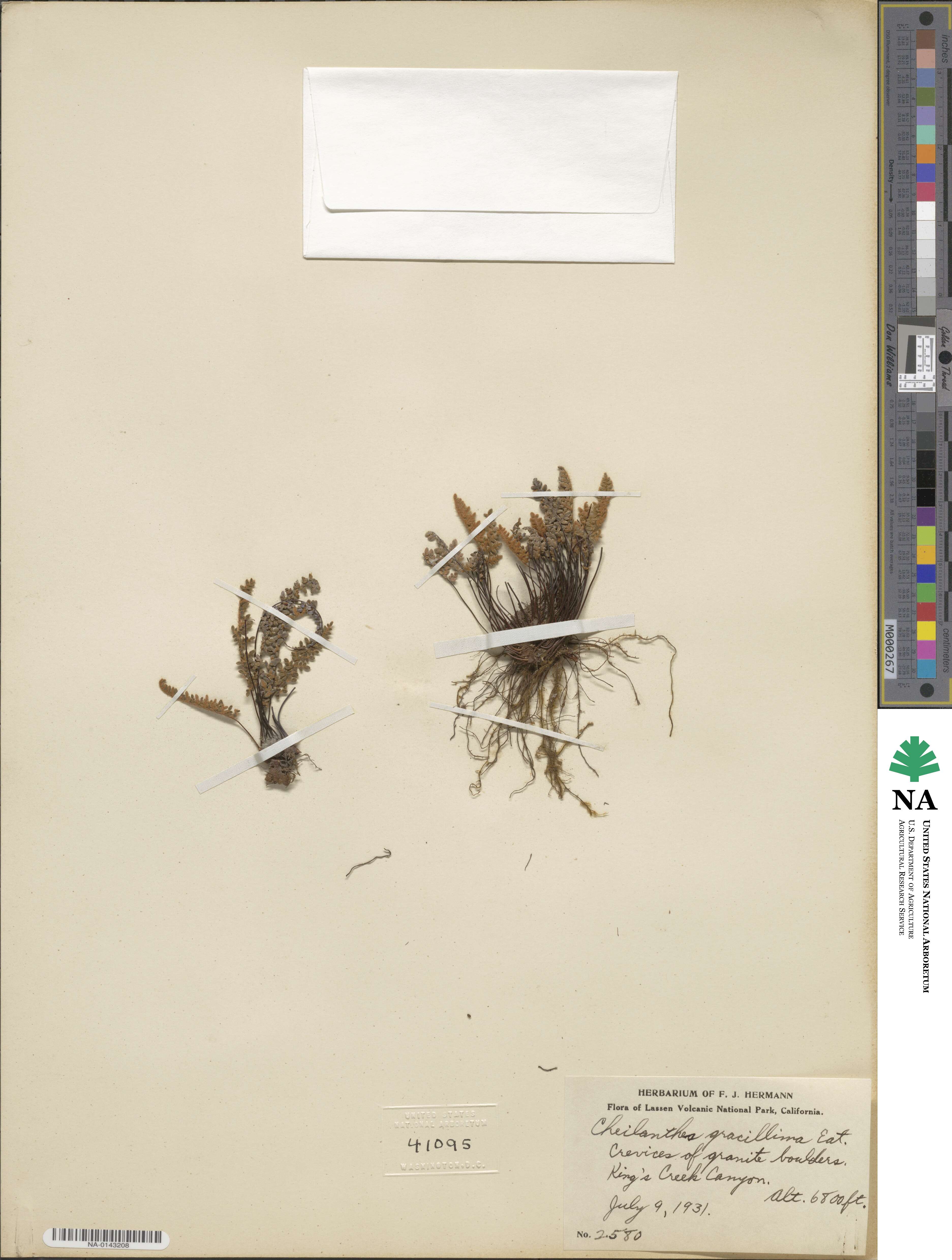 Myriopteris gracillima image