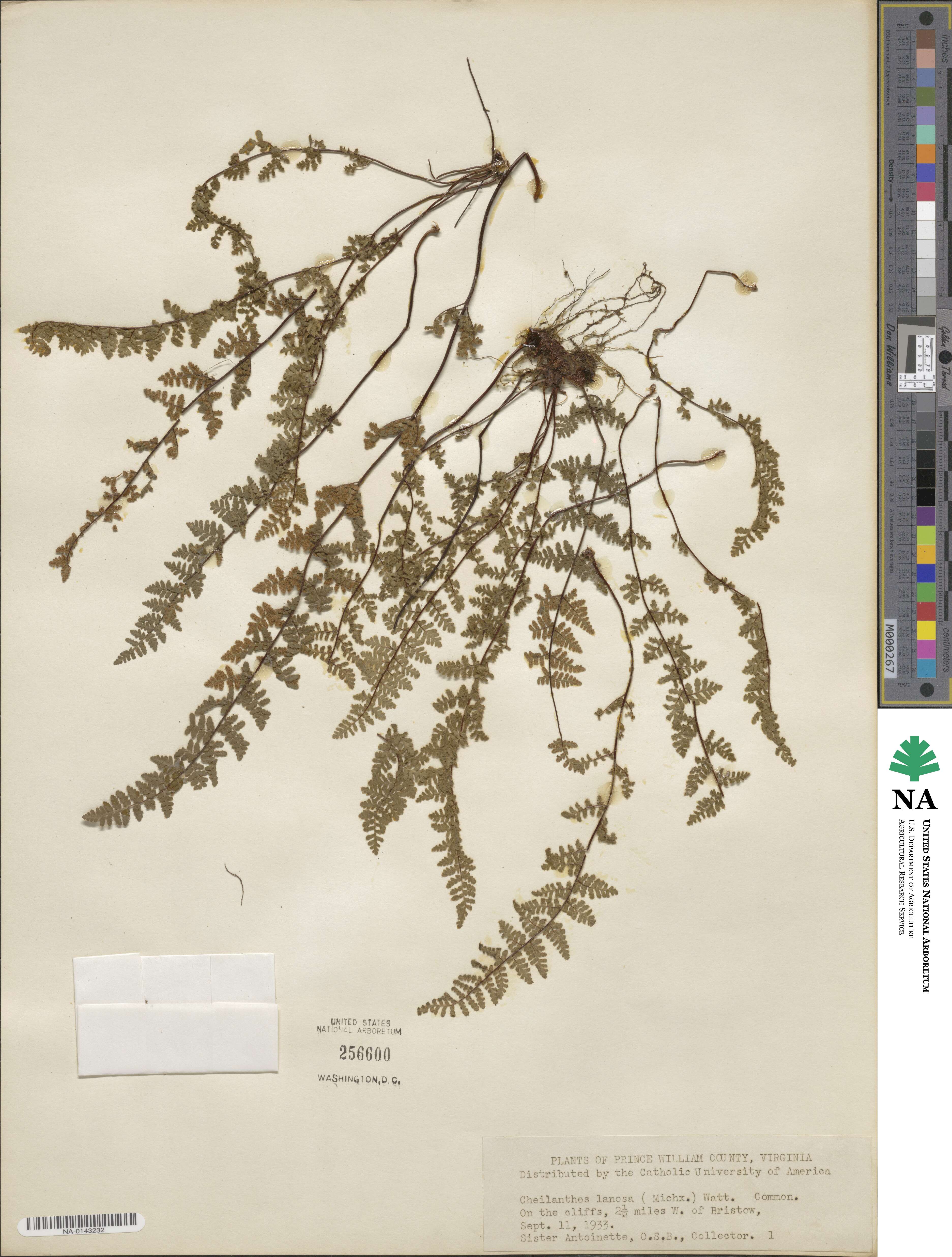 Cheilanthes lanosa image