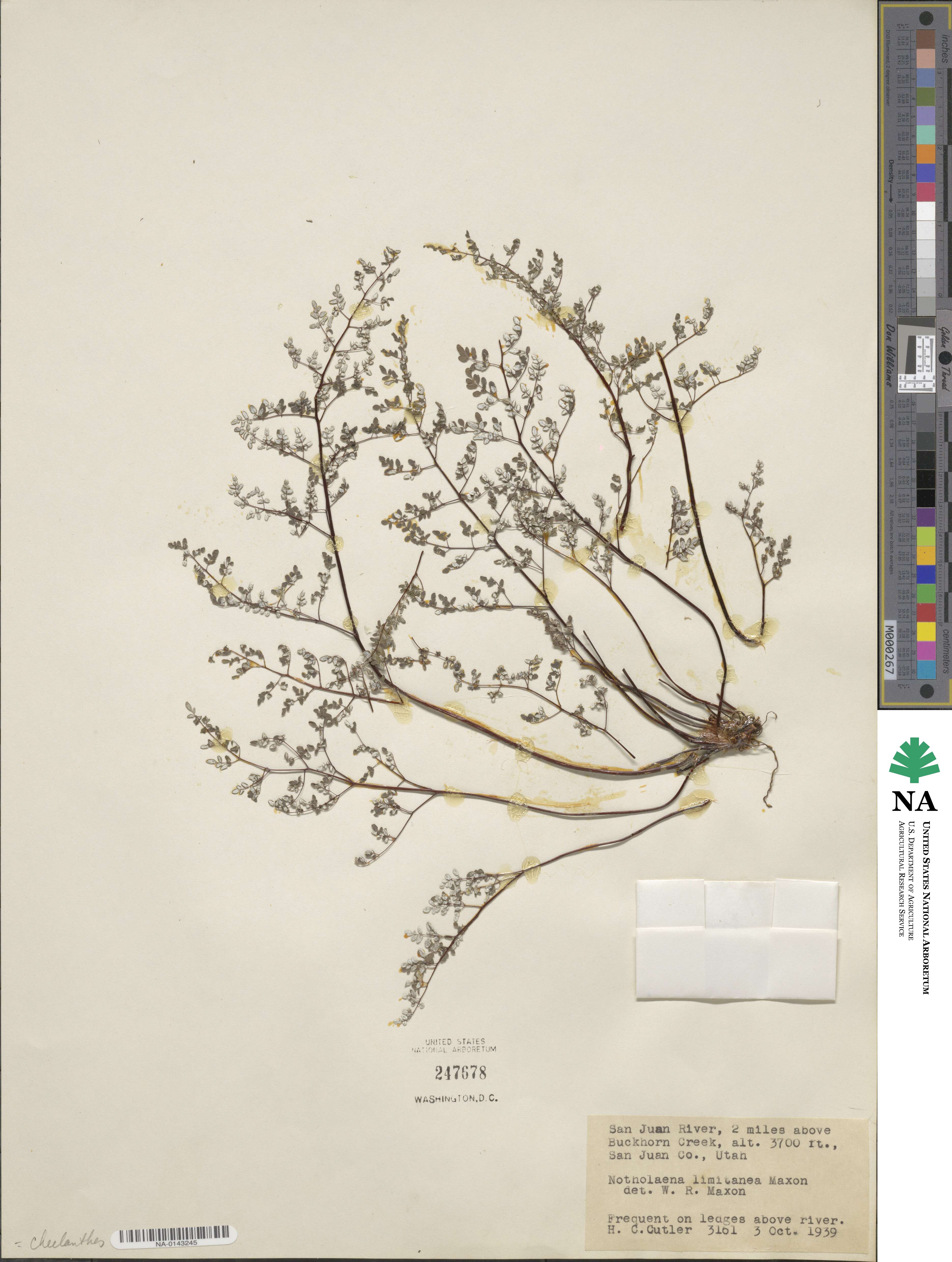 Argyrochosma limitanea subsp. limitanea image