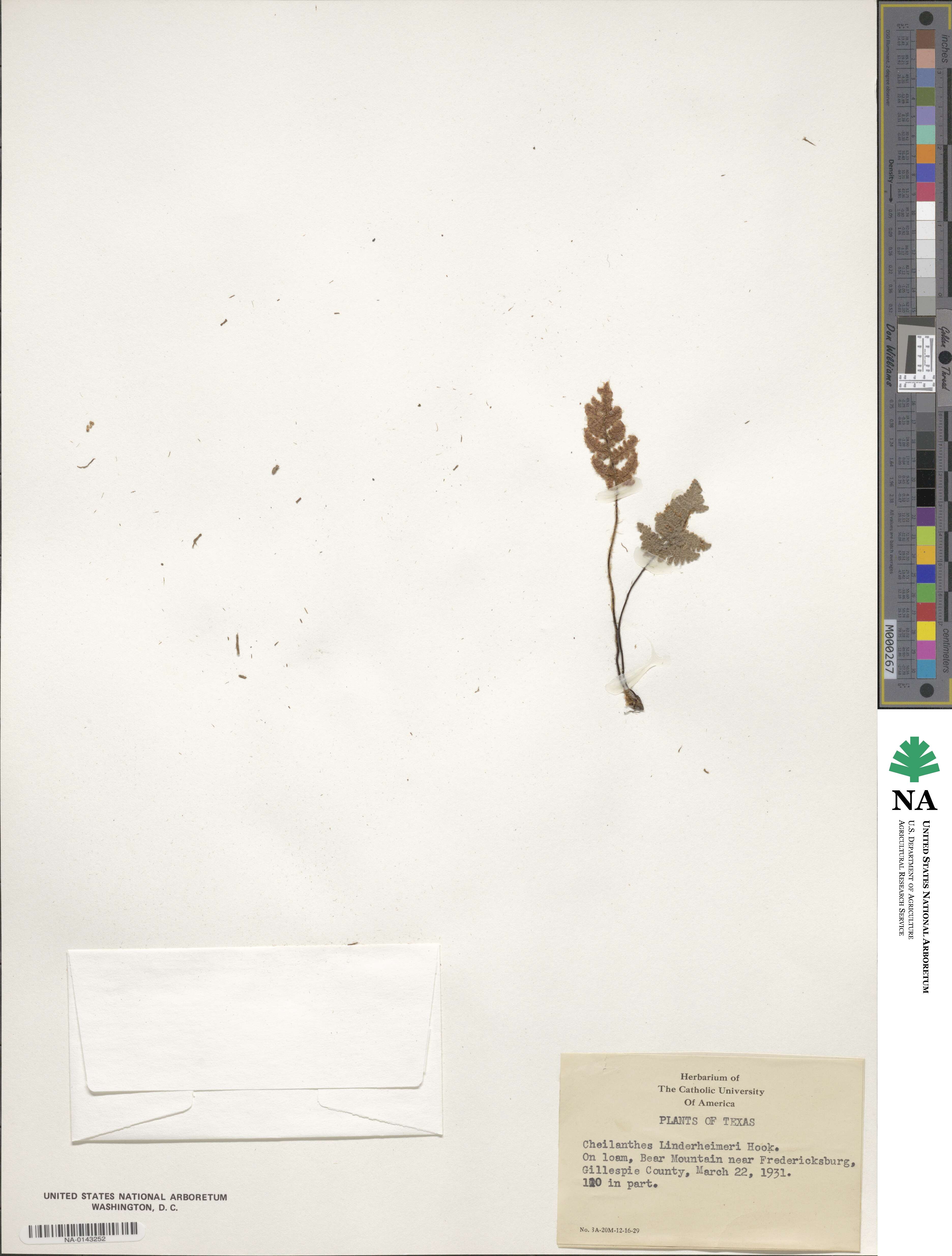 Hemionitis lindheimeri image