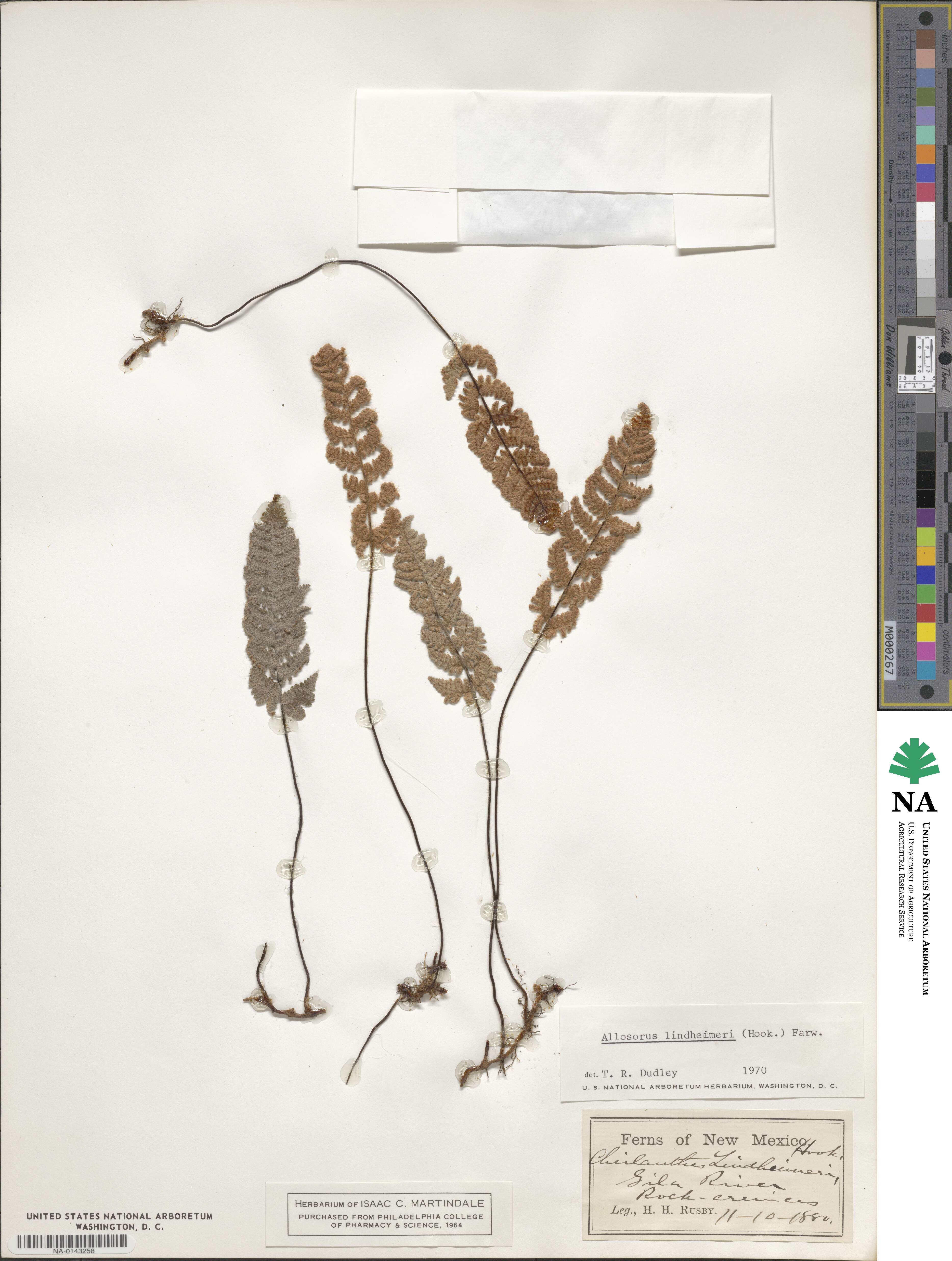 Hemionitis lindheimeri image