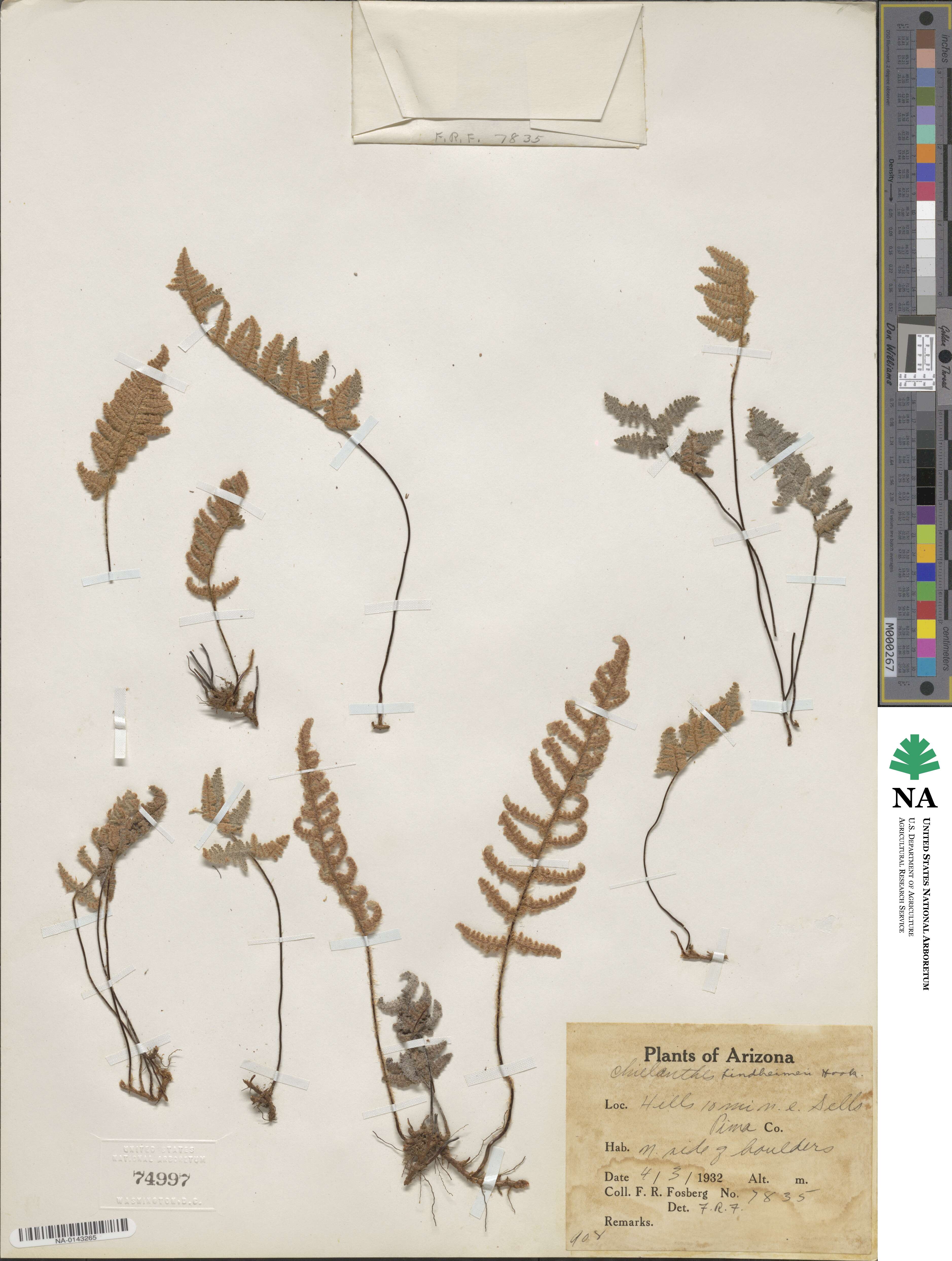 Hemionitis lindheimeri image
