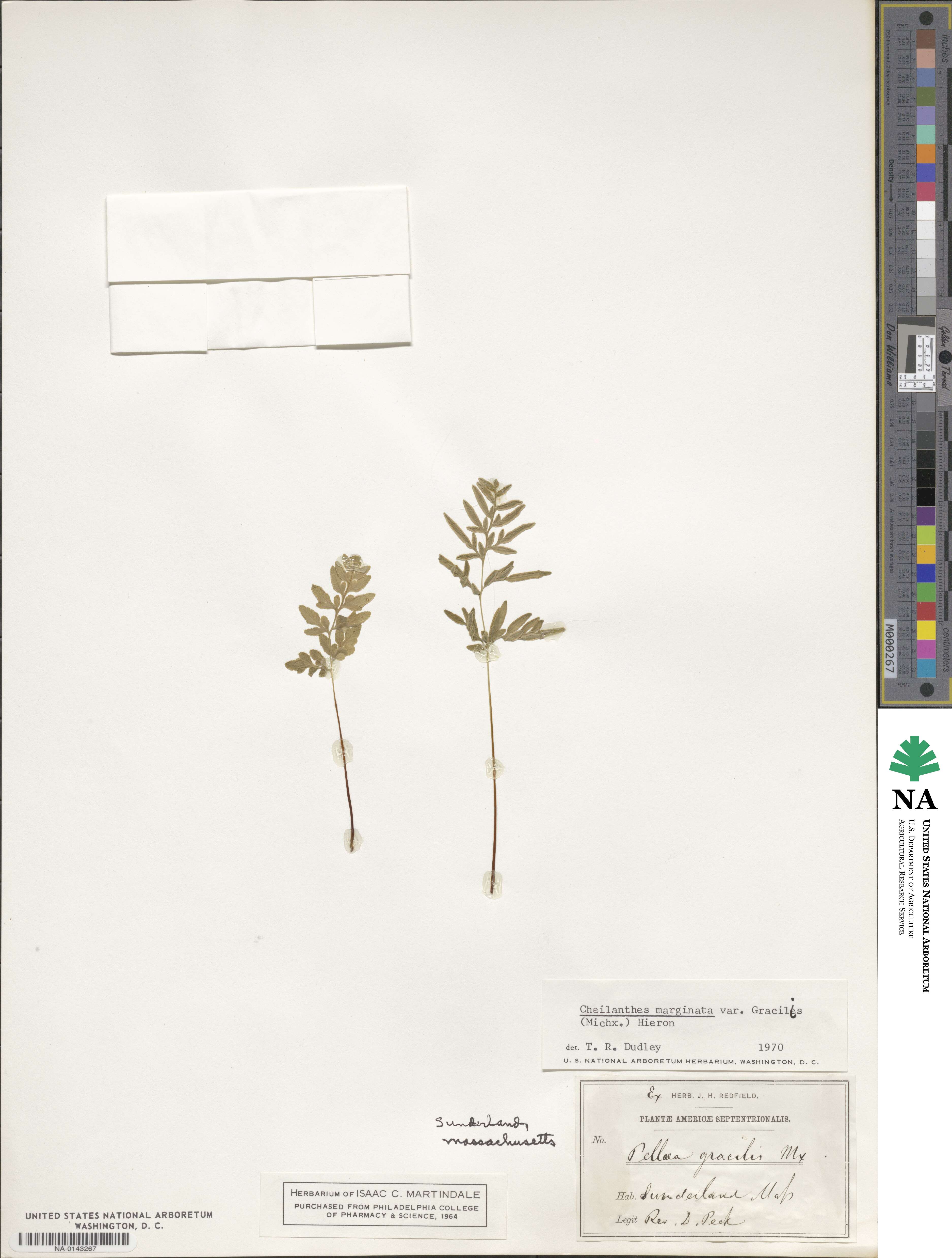 Gaga marginata image