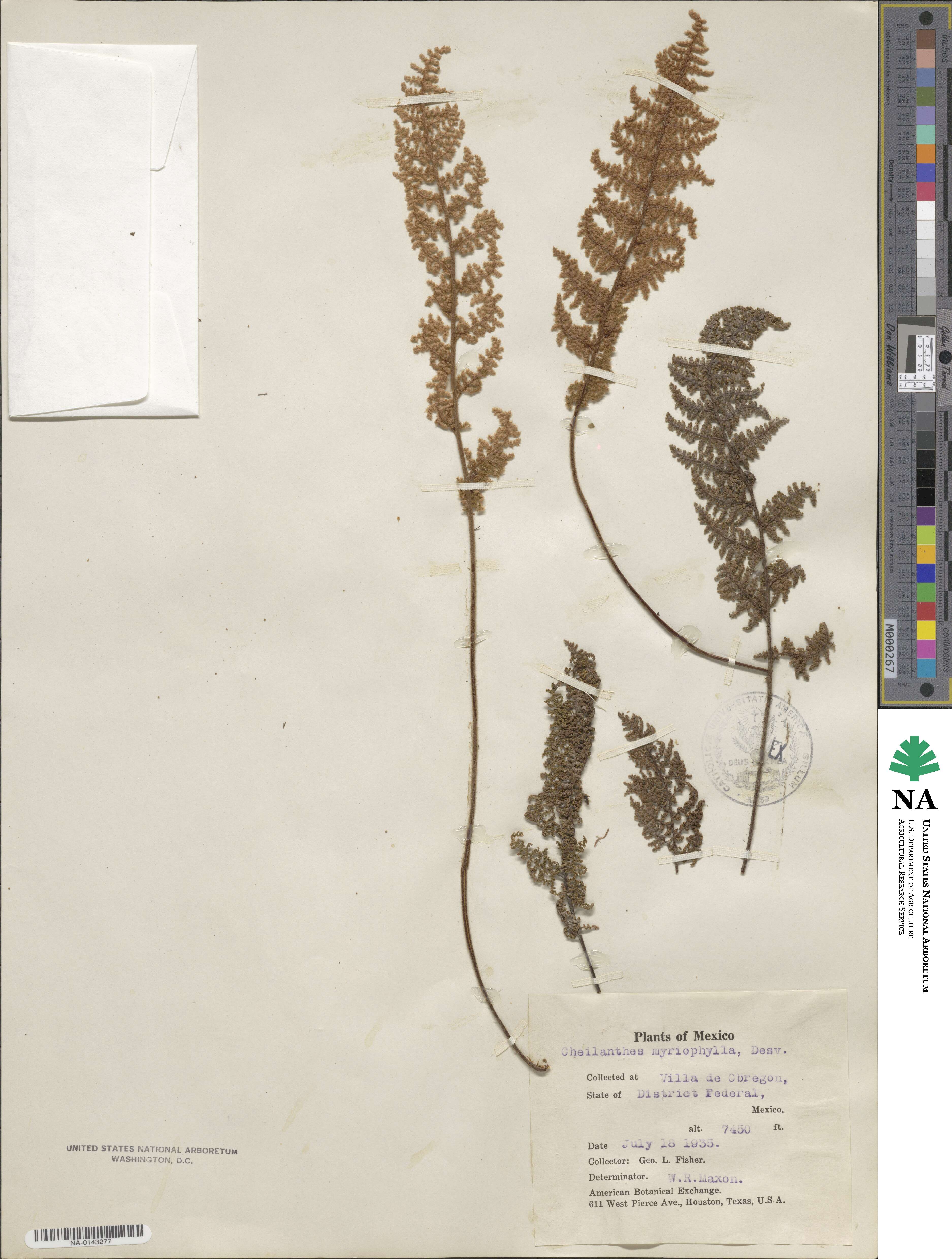 Myriopteris myriophylla image