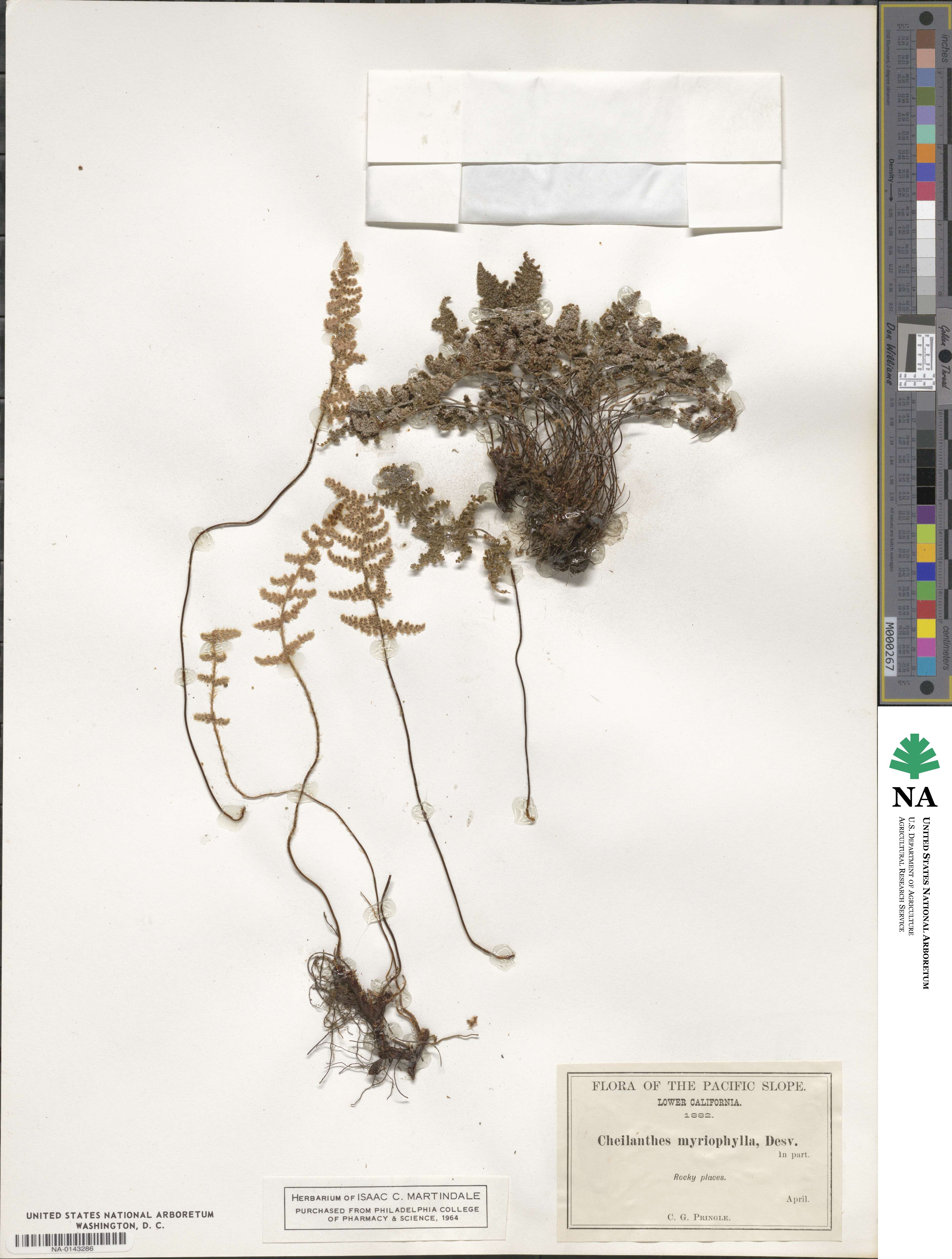 Myriopteris myriophylla image