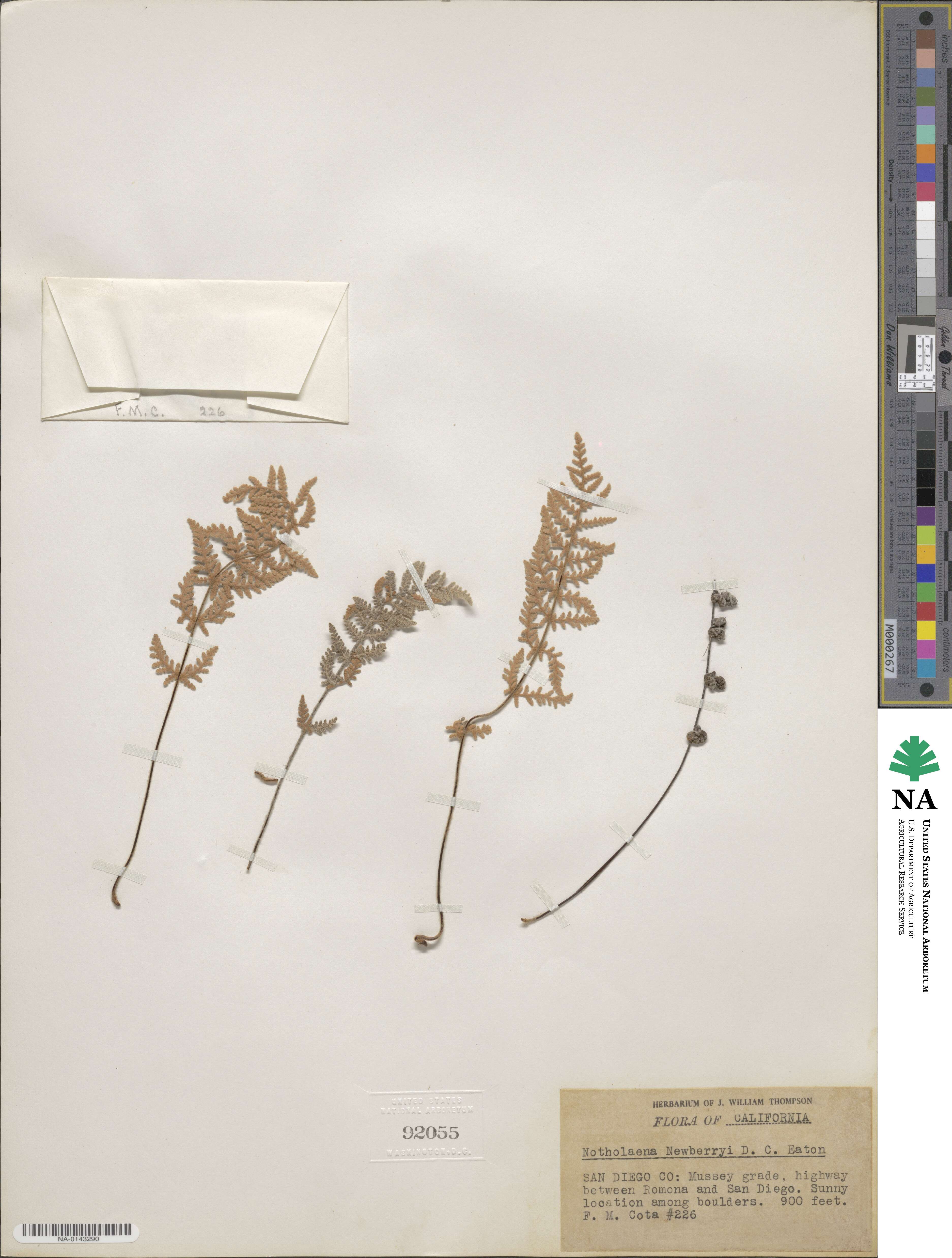 Myriopteris newberryi image