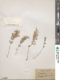 Myriopteris newberryi image