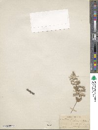 Myriopteris newberryi image