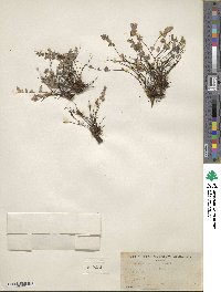 Myriopteris parryi image