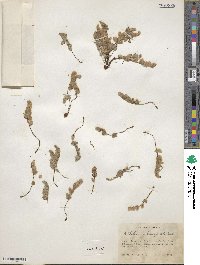Myriopteris parryi image