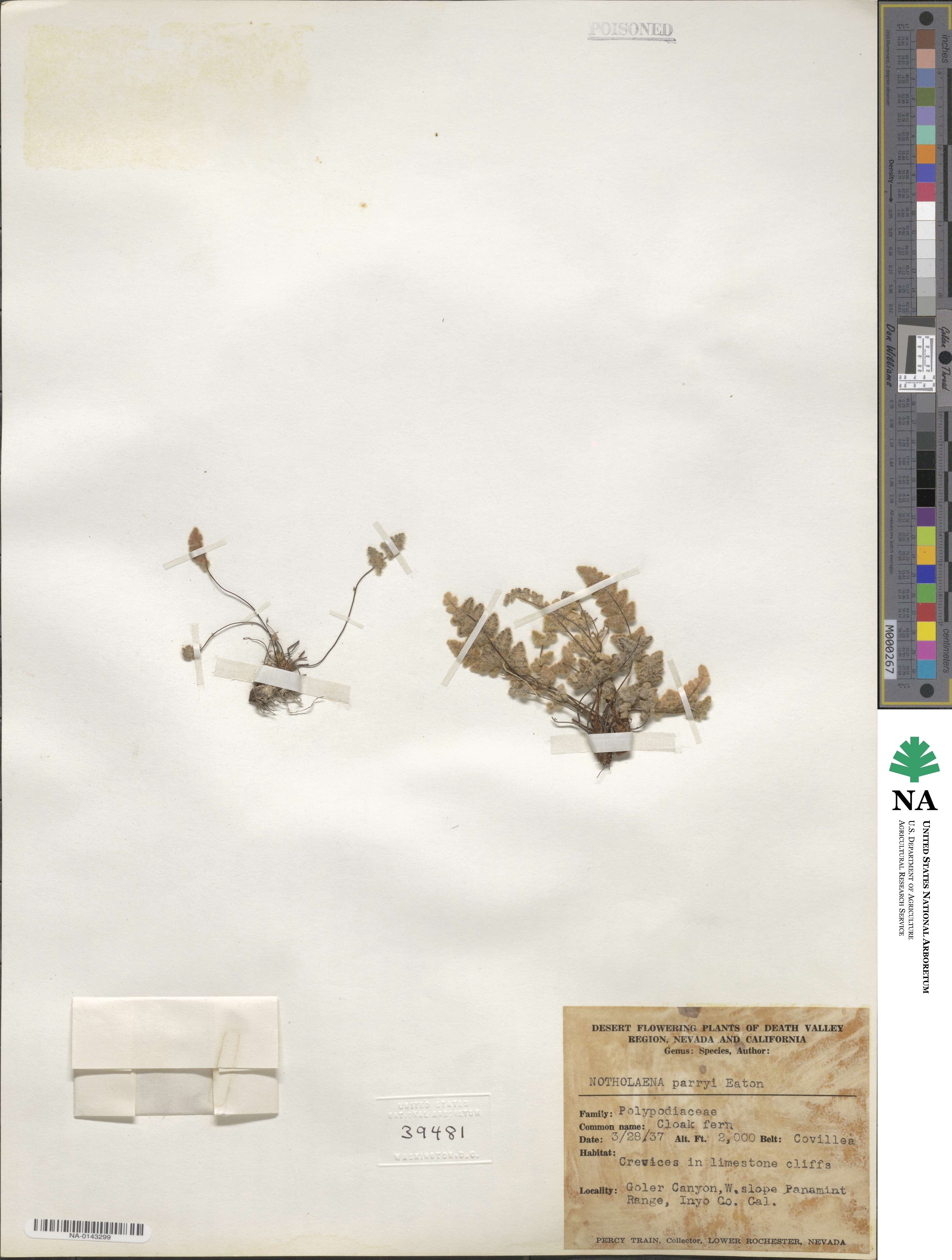 Myriopteris parryi image