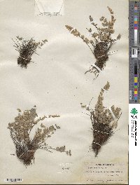 Myriopteris parryi image