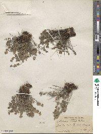 Myriopteris parryi image