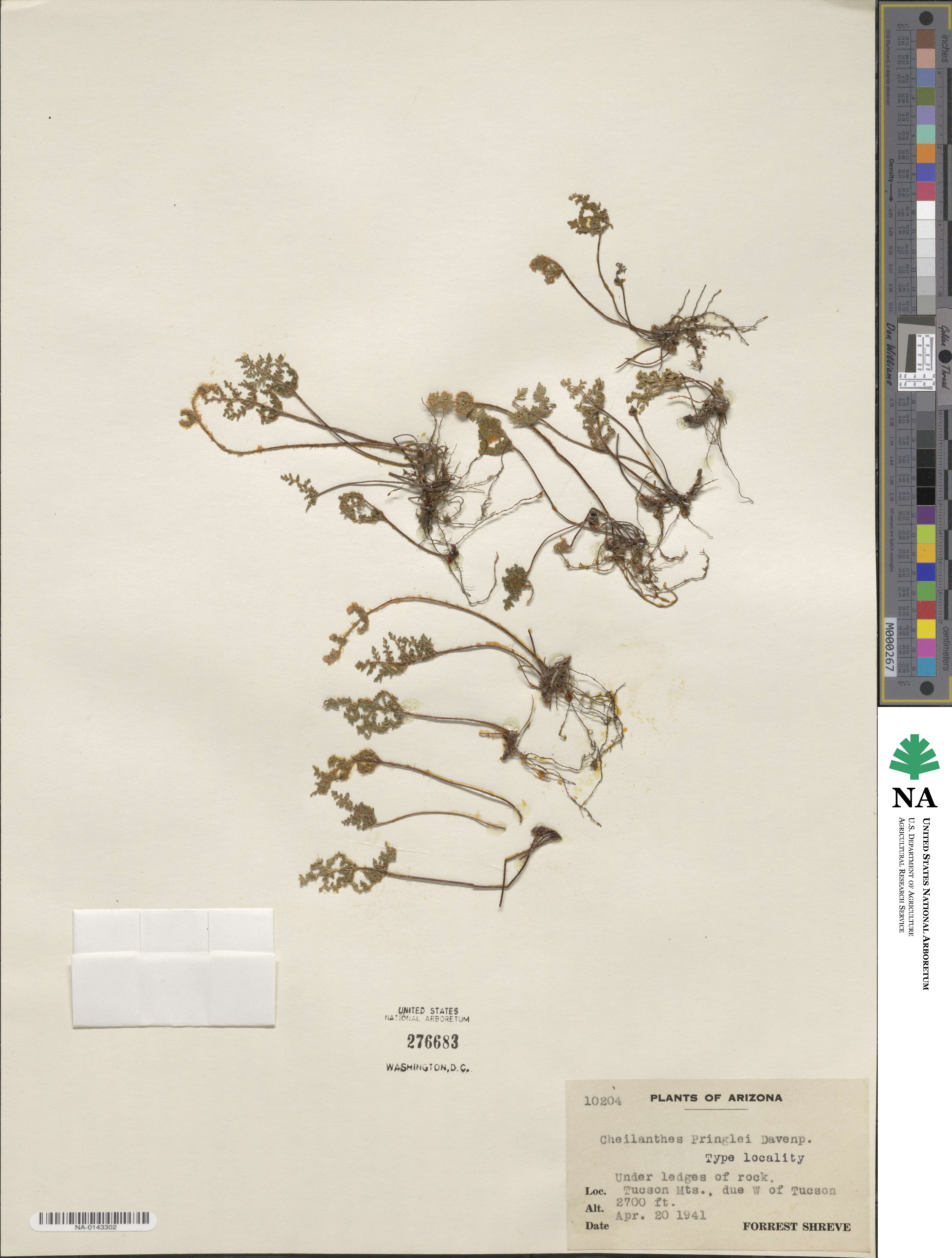 Myriopteris pringlei subsp. pringlei image