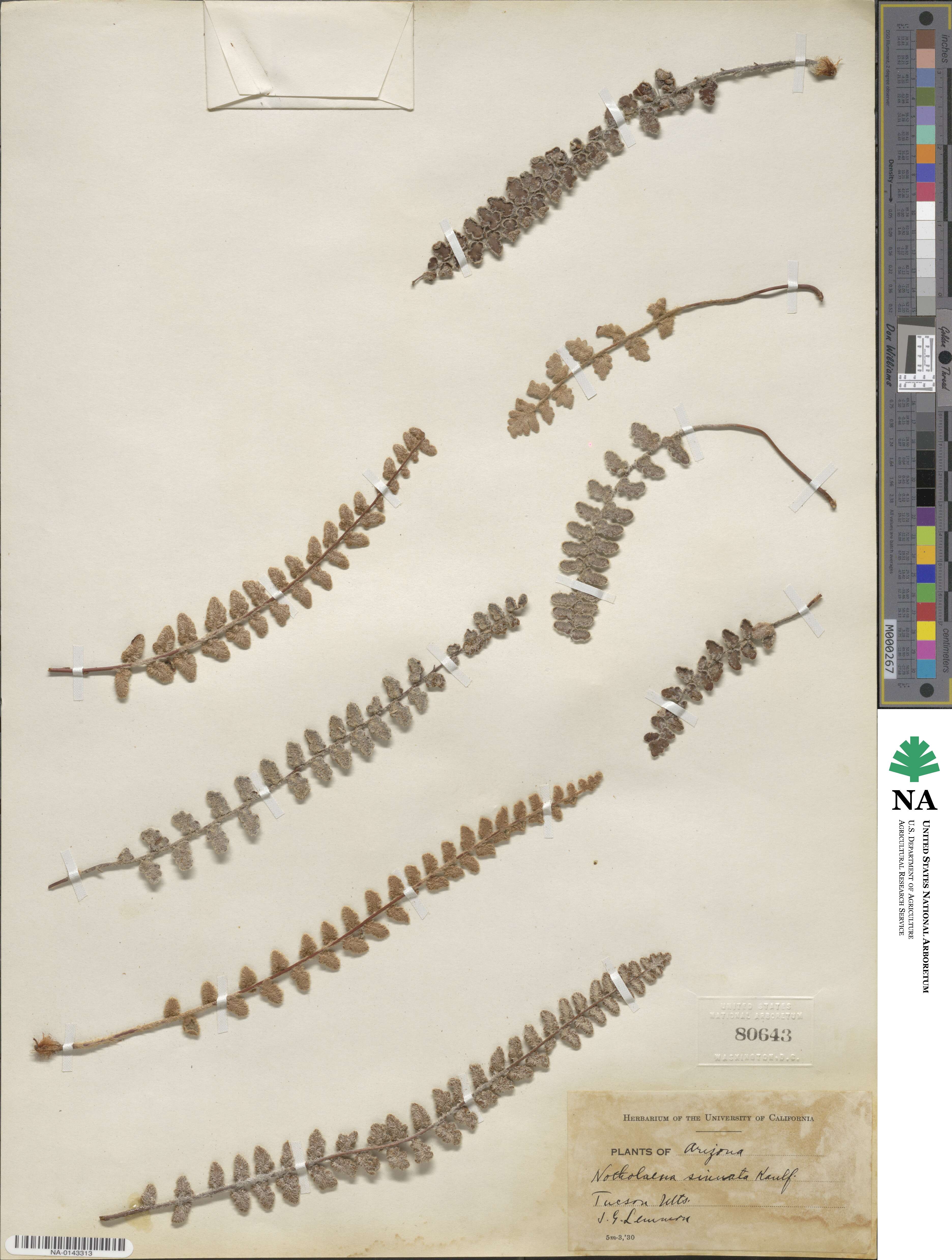 Astrolepis sinuata image