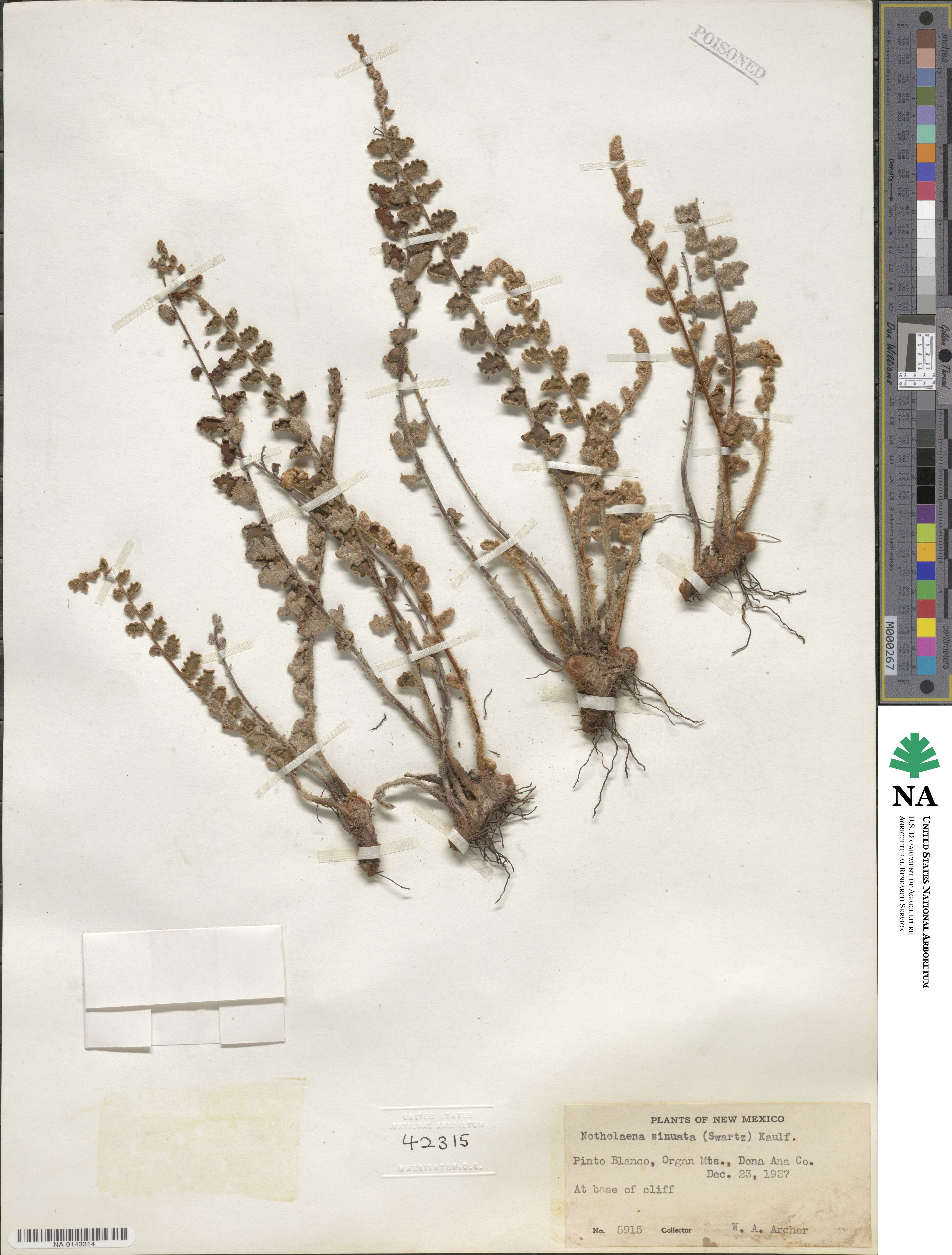Astrolepis sinuata image