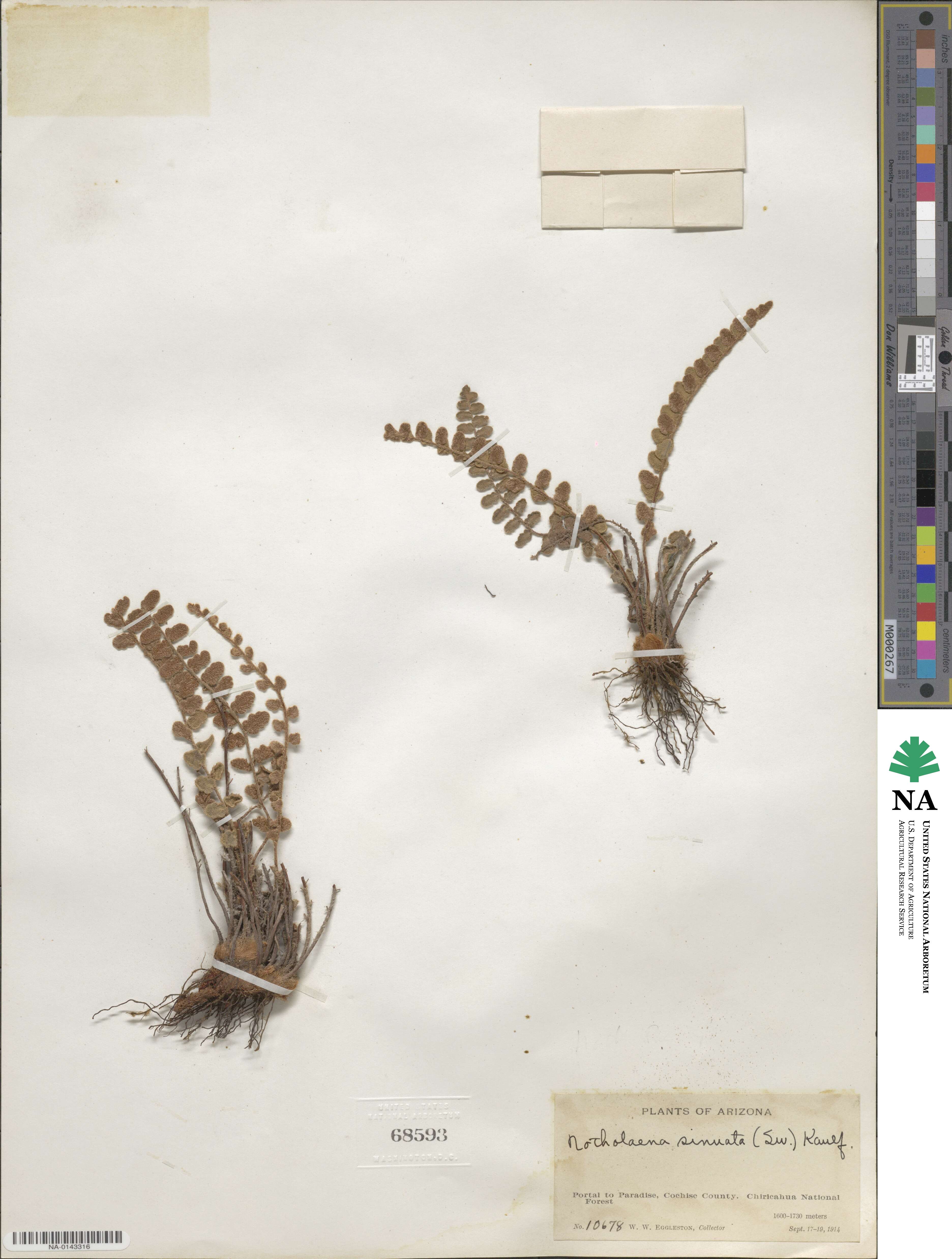 Astrolepis sinuata image