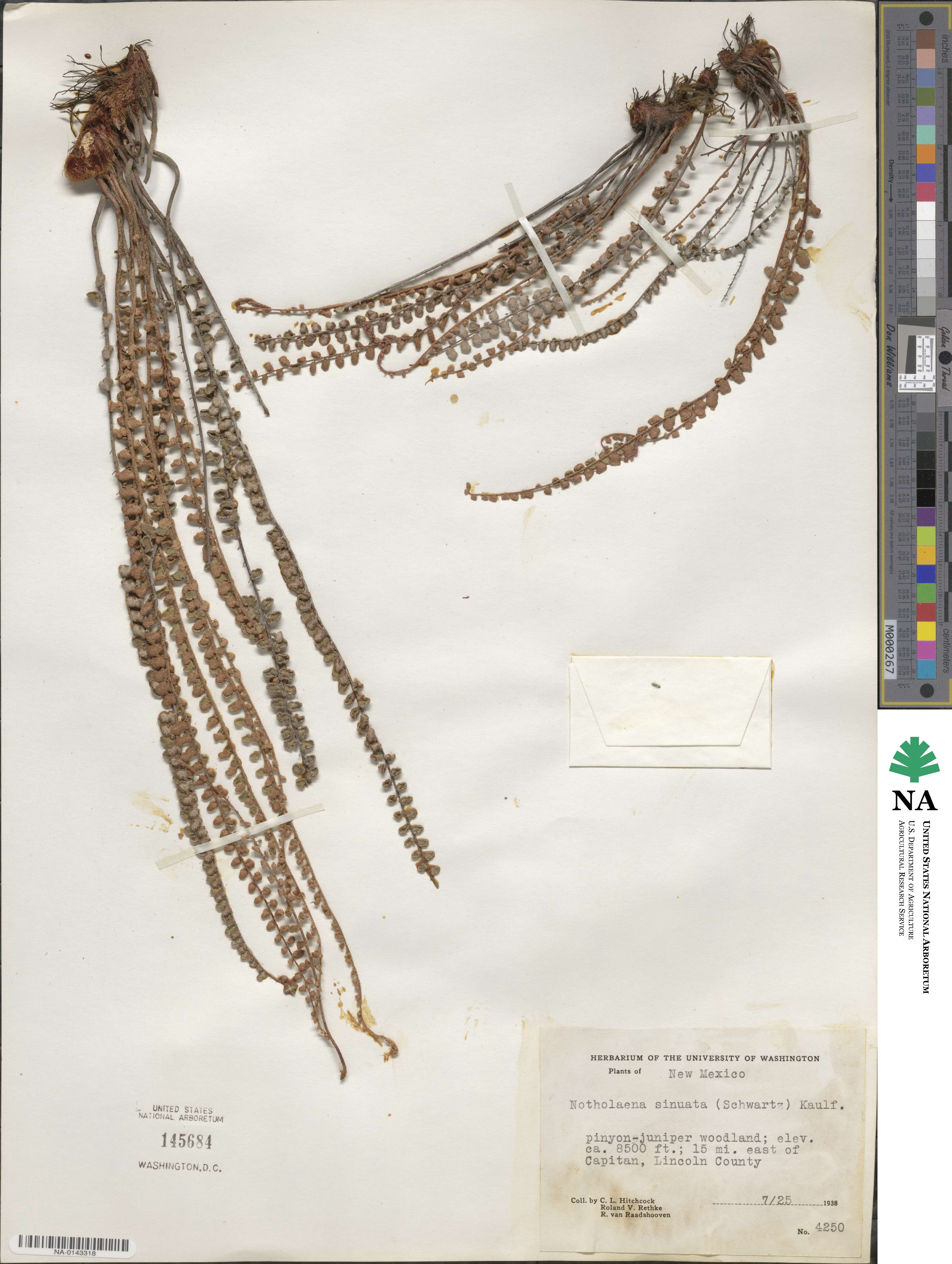 Astrolepis sinuata image