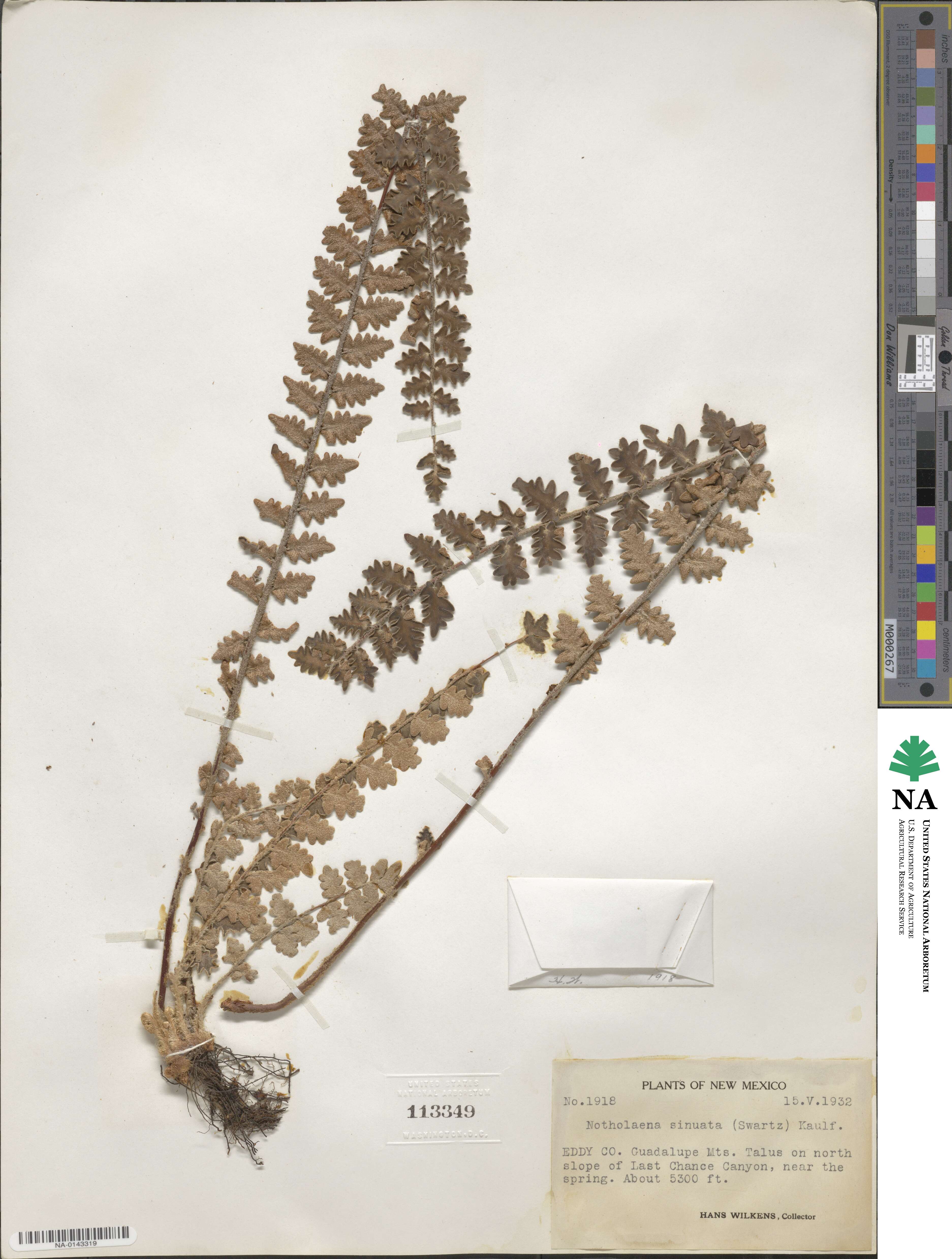 Astrolepis sinuata image
