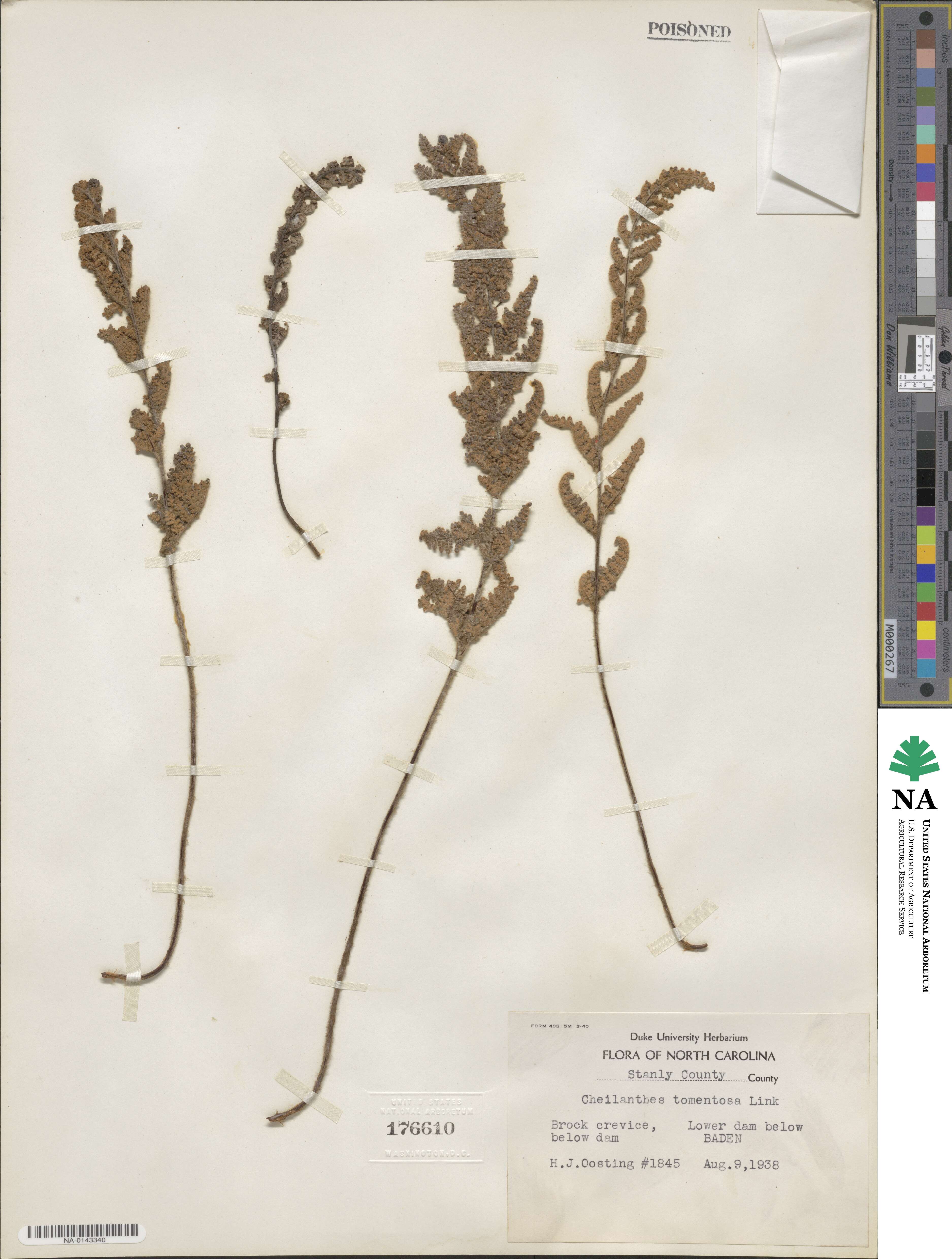 Hemionitis bradburii image