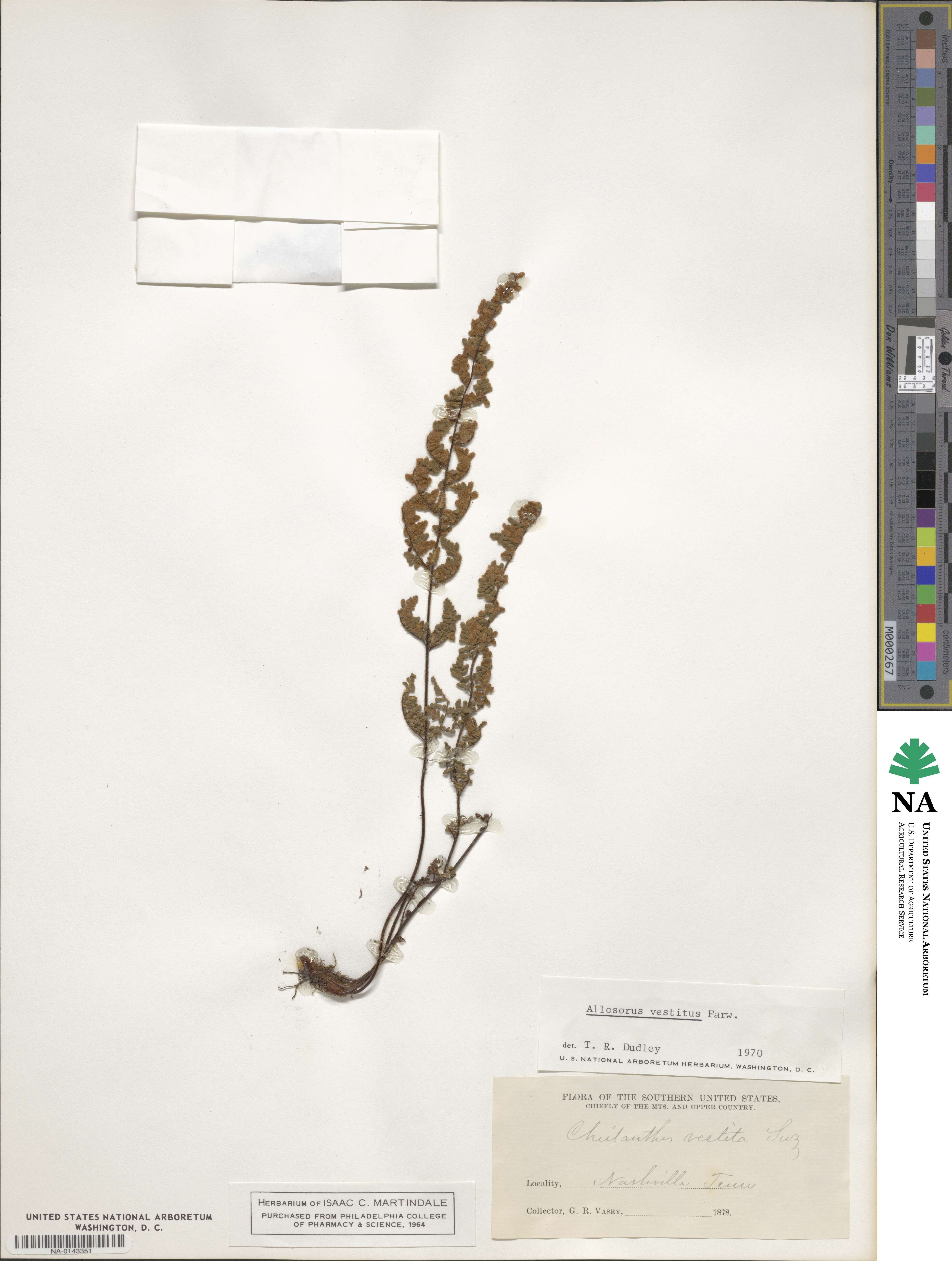 Cheilanthes lanosa image