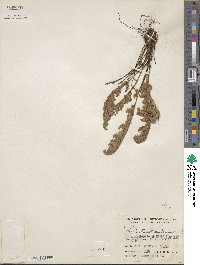 Image of Myriopteris windhamii