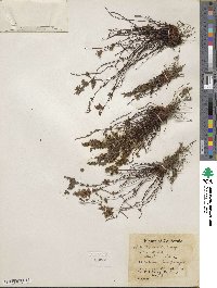 Myriopteris viscida image