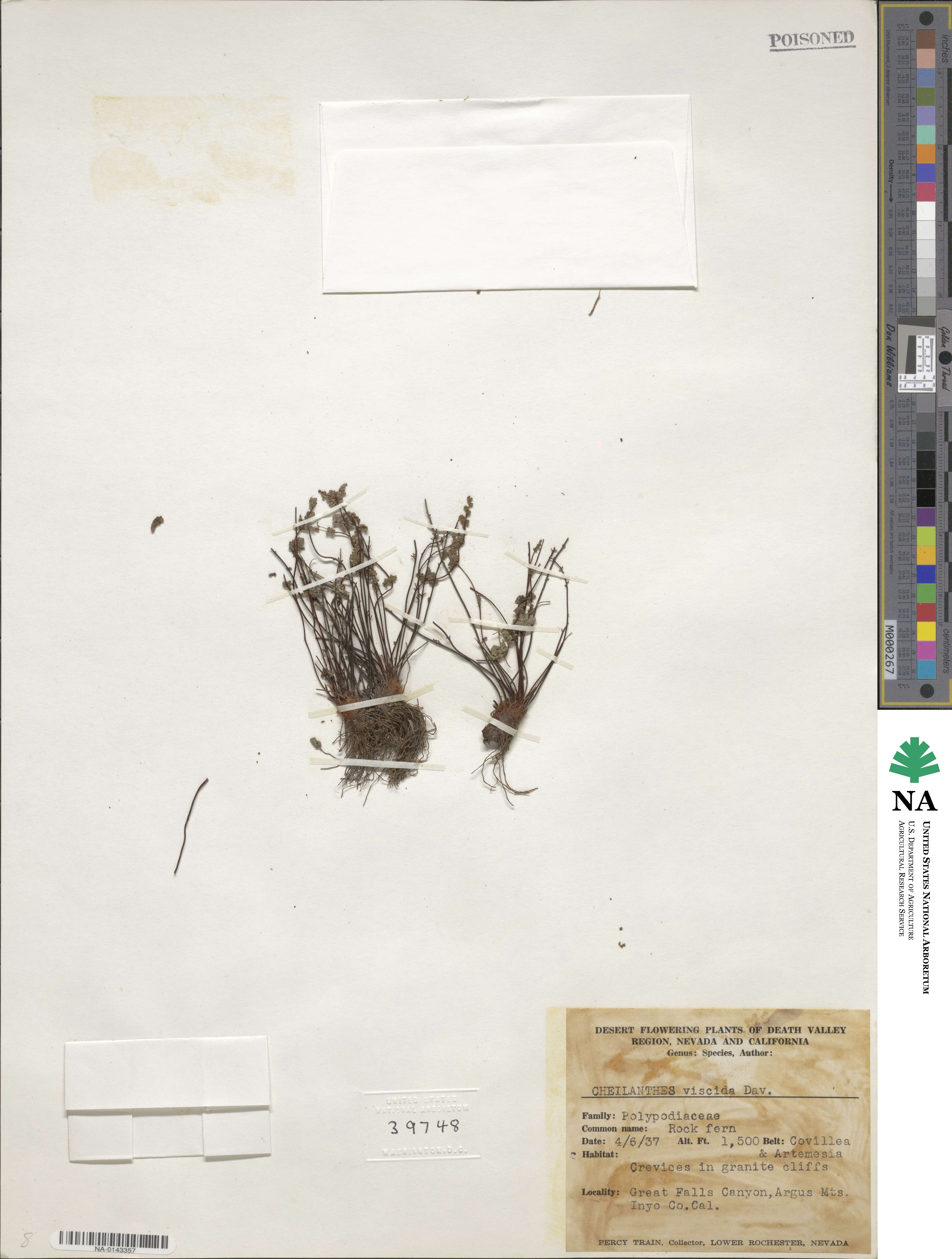 Myriopteris viscida image