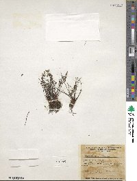 Myriopteris viscida image