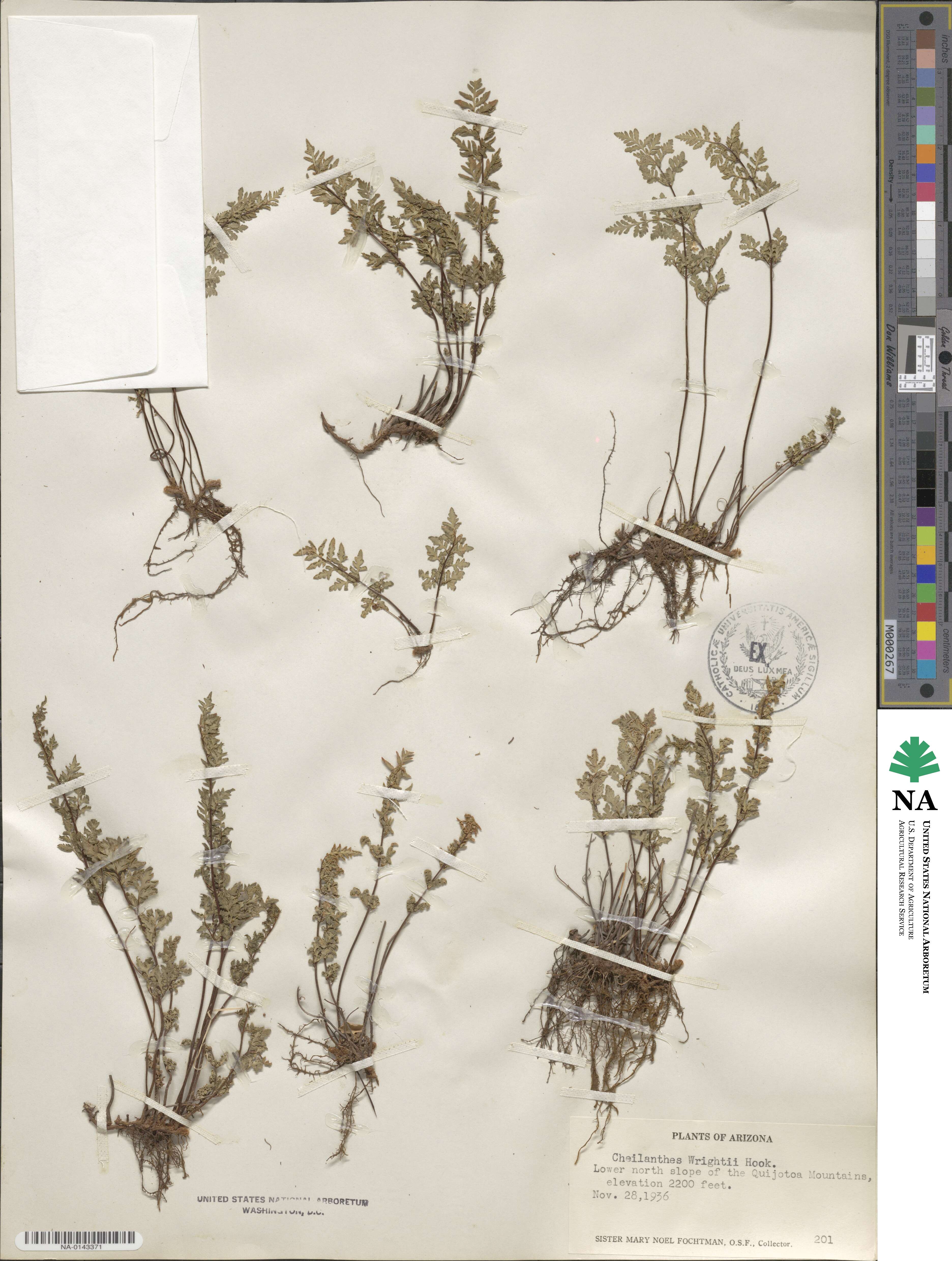 Hemionitis wrightii image