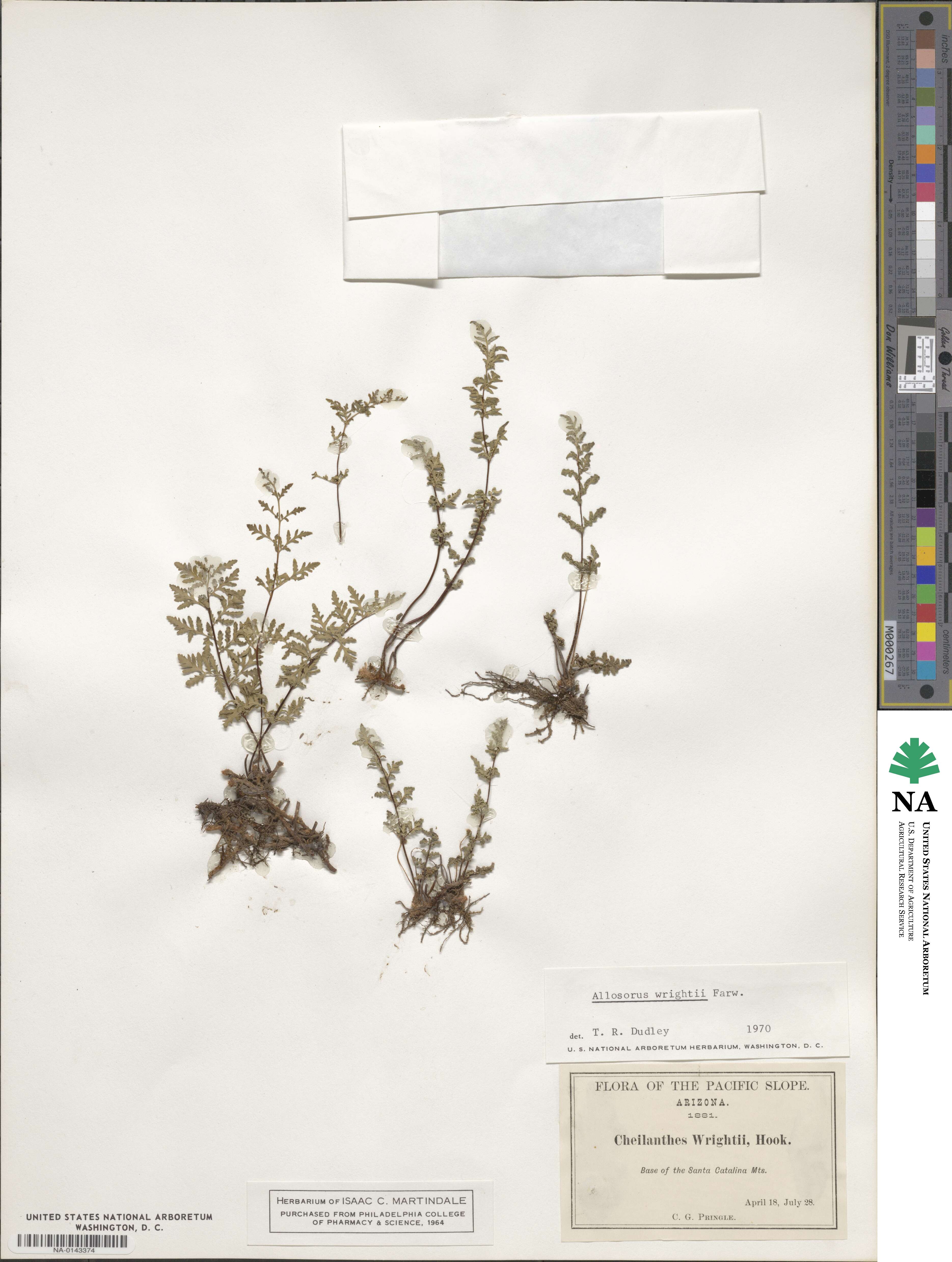Hemionitis wrightii image