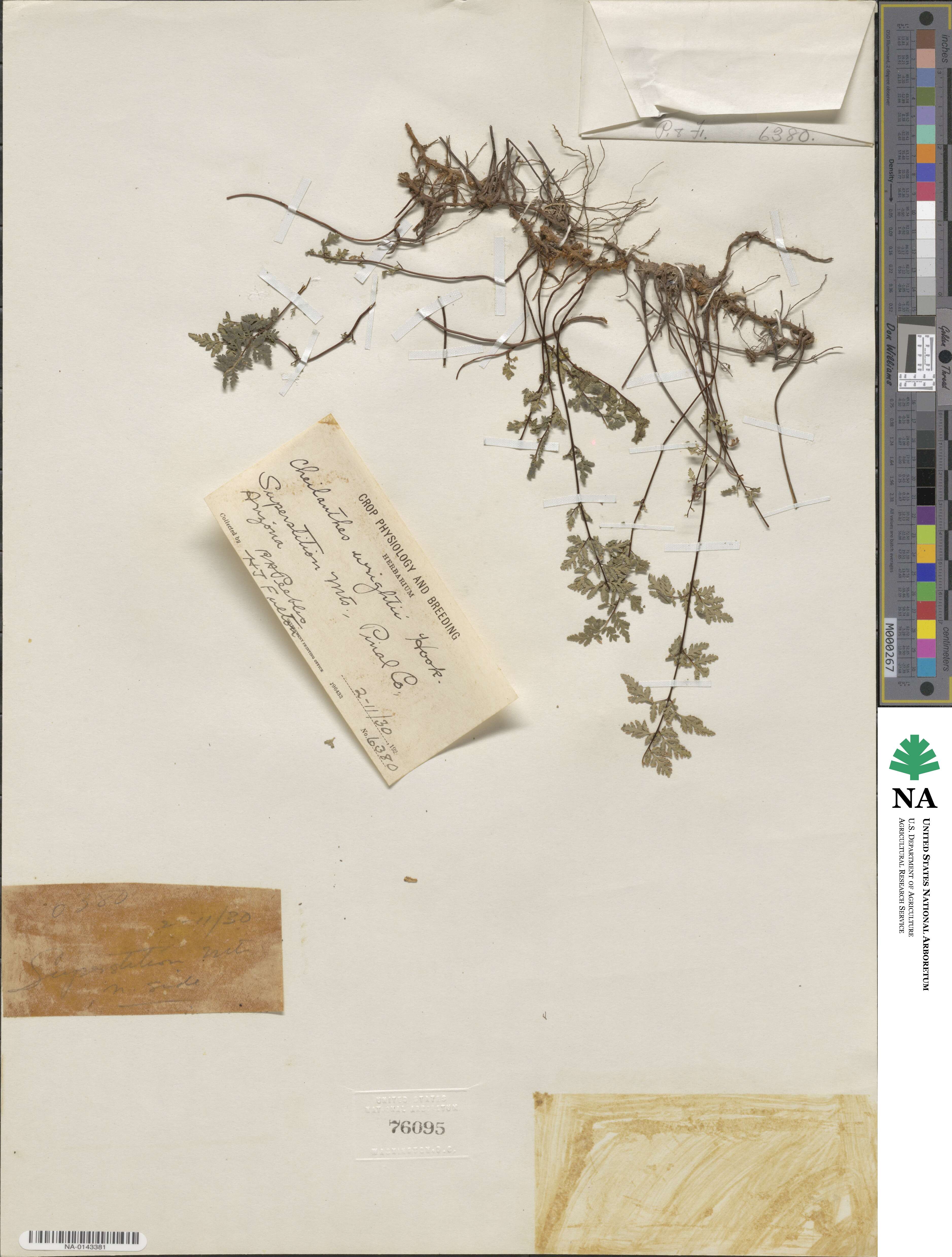 Hemionitis wrightii image