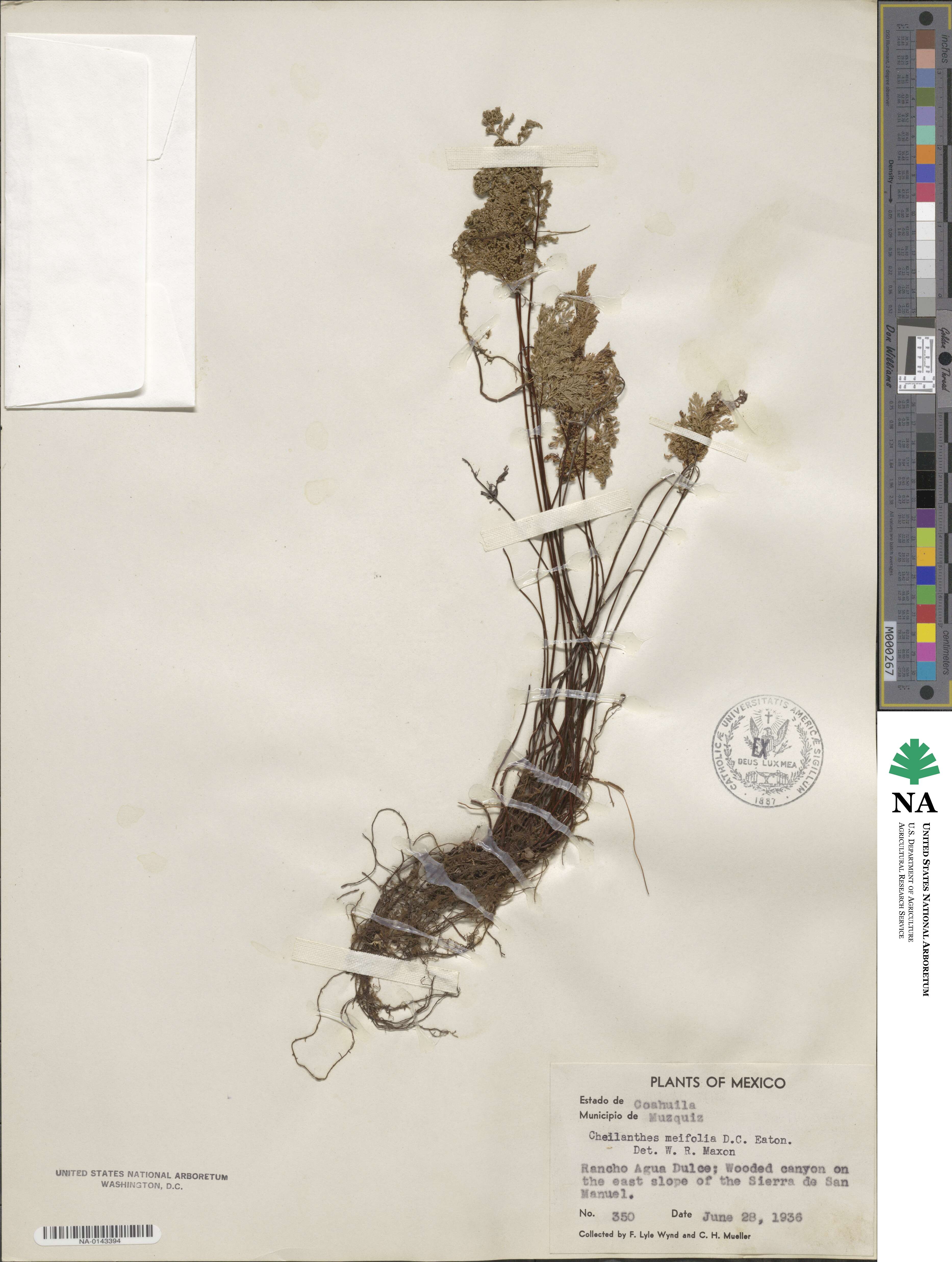 Aspidotis meifolia image