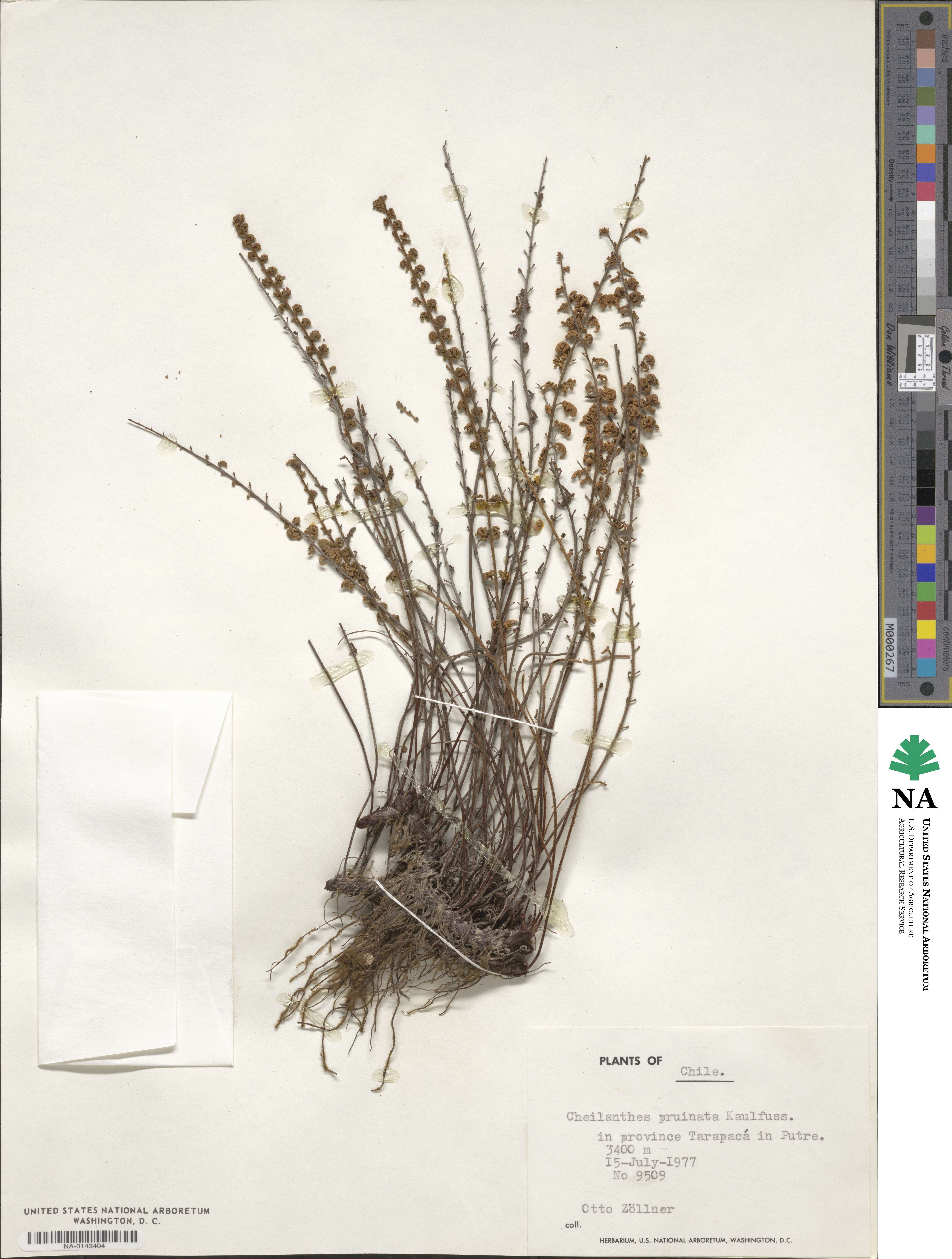 Cheilanthes pruinata image