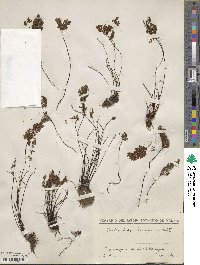 Image of Oeosporangium hispanicum