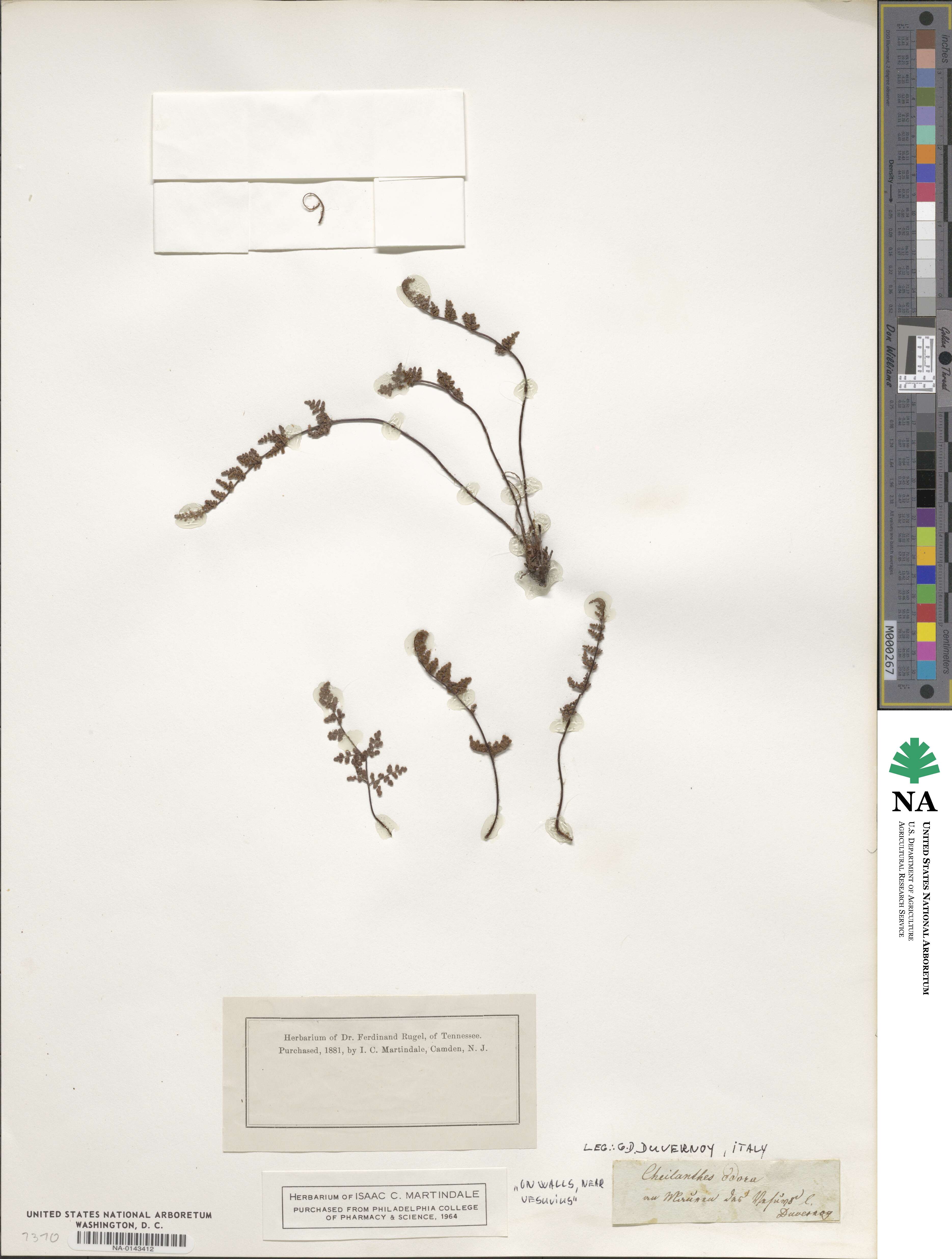 Oeosporangium pteridioides subsp. acrosticum image
