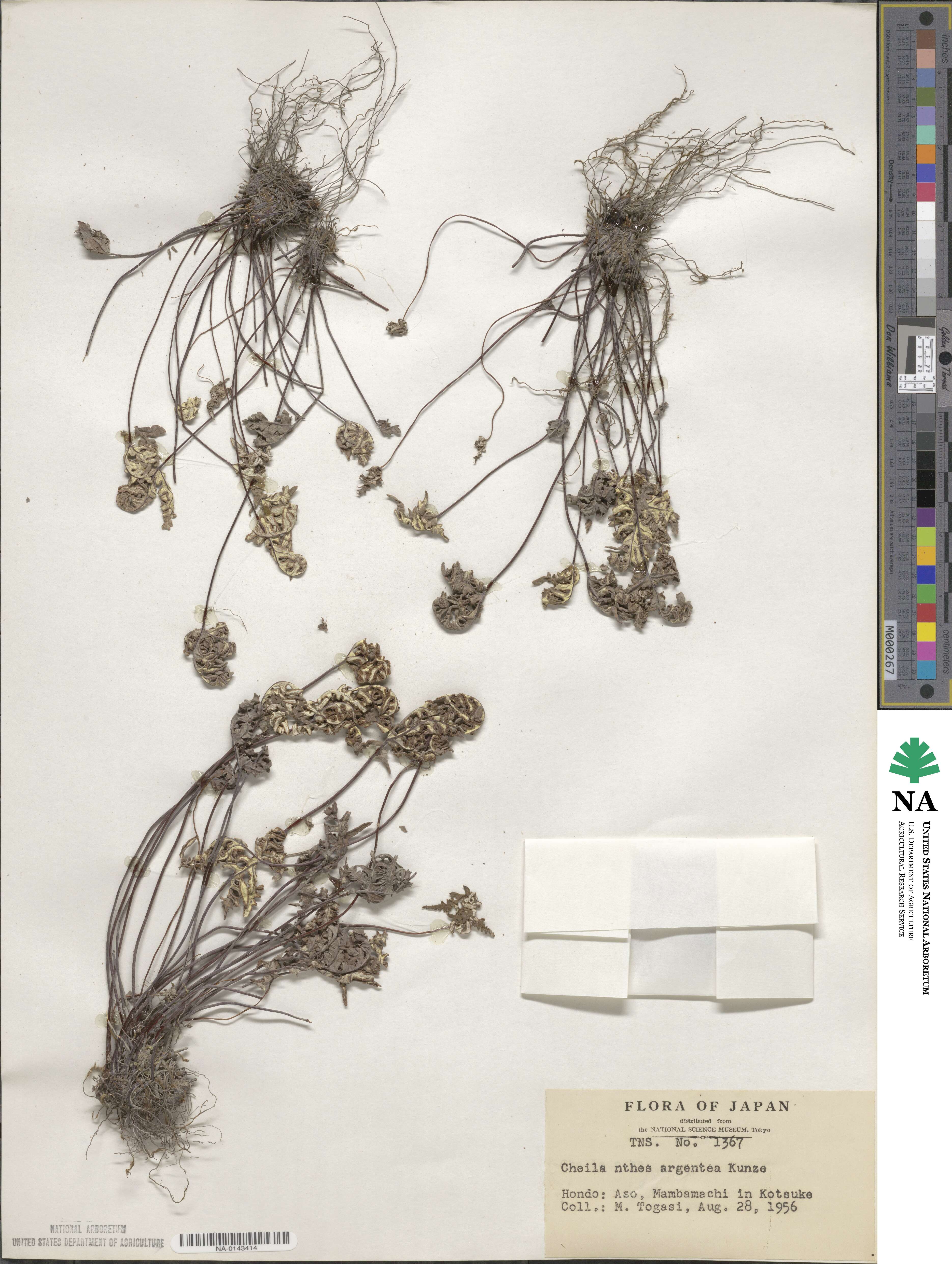 Aleuritopteris argentea image