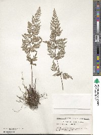 Oeosporangium kuhnii image