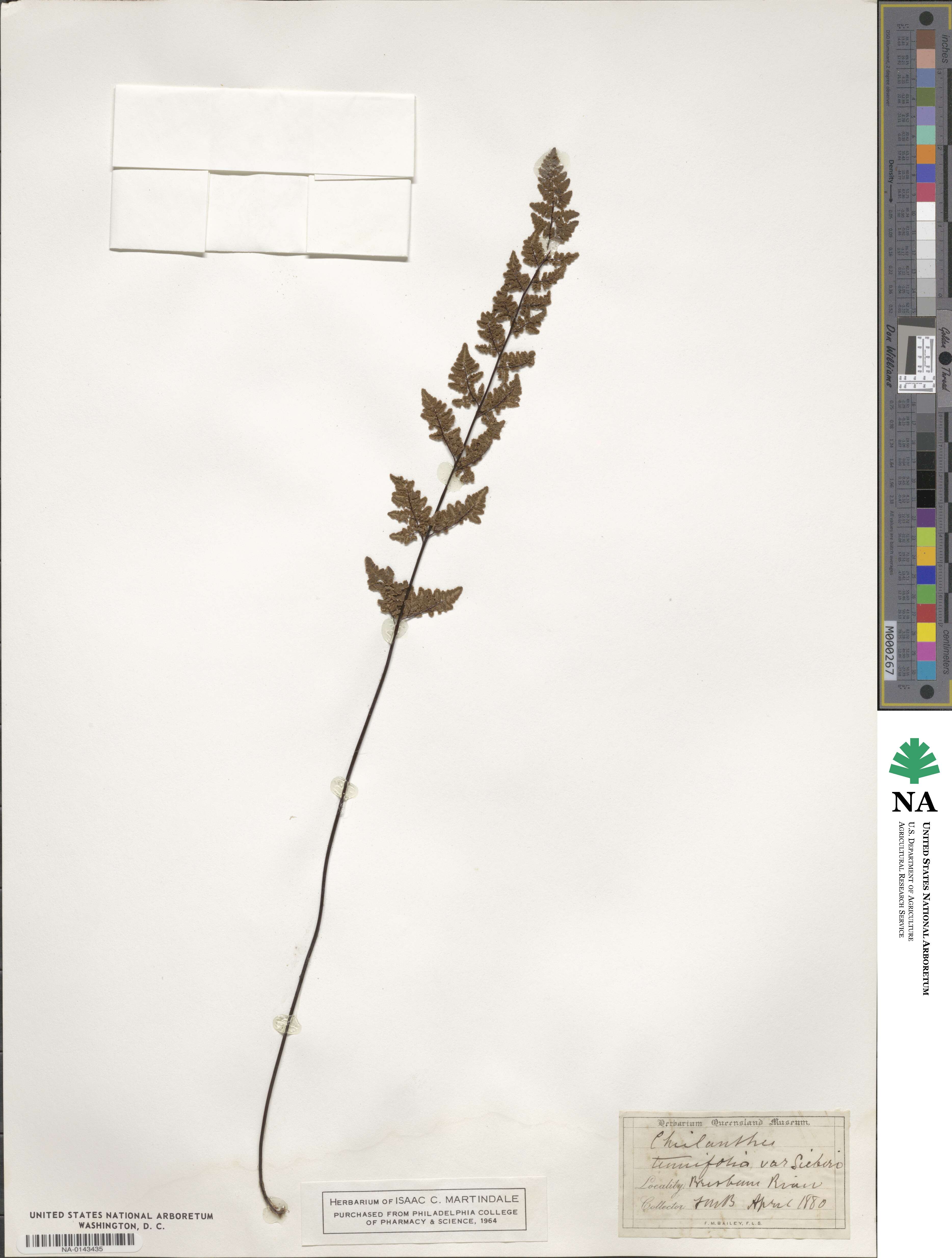 Cheilanthes sieberi image
