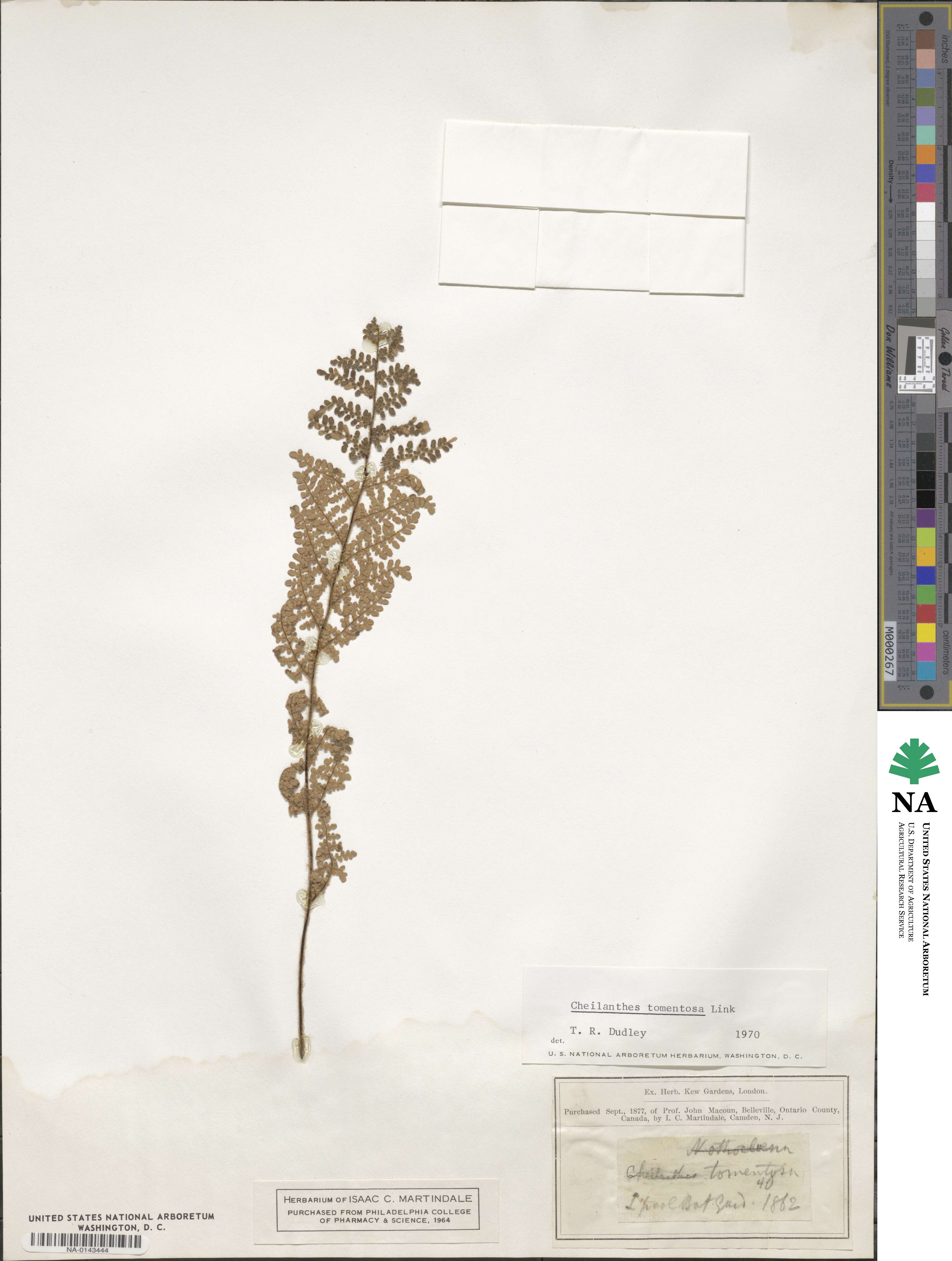 Hemionitis bradburii image