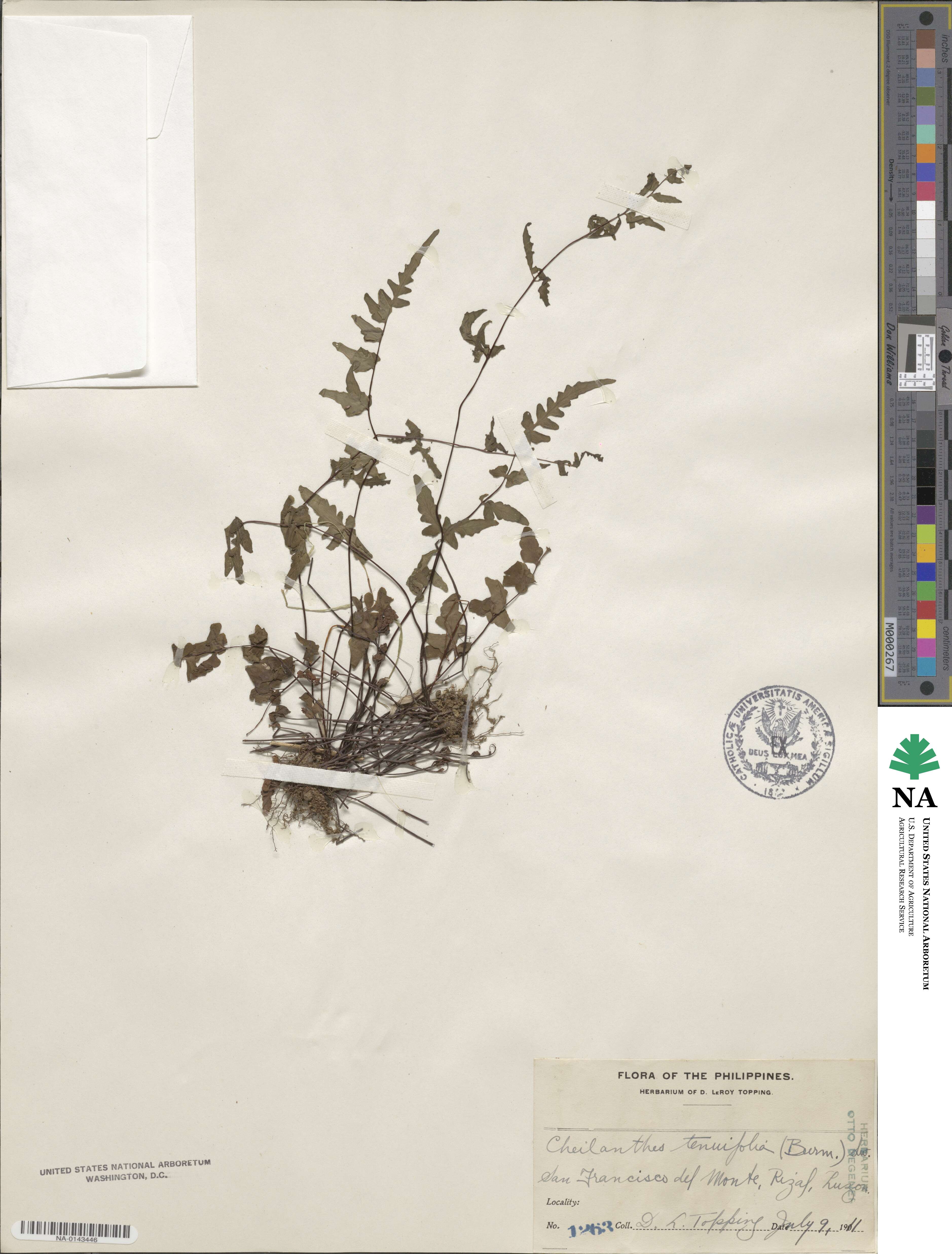 Cheilanthes image