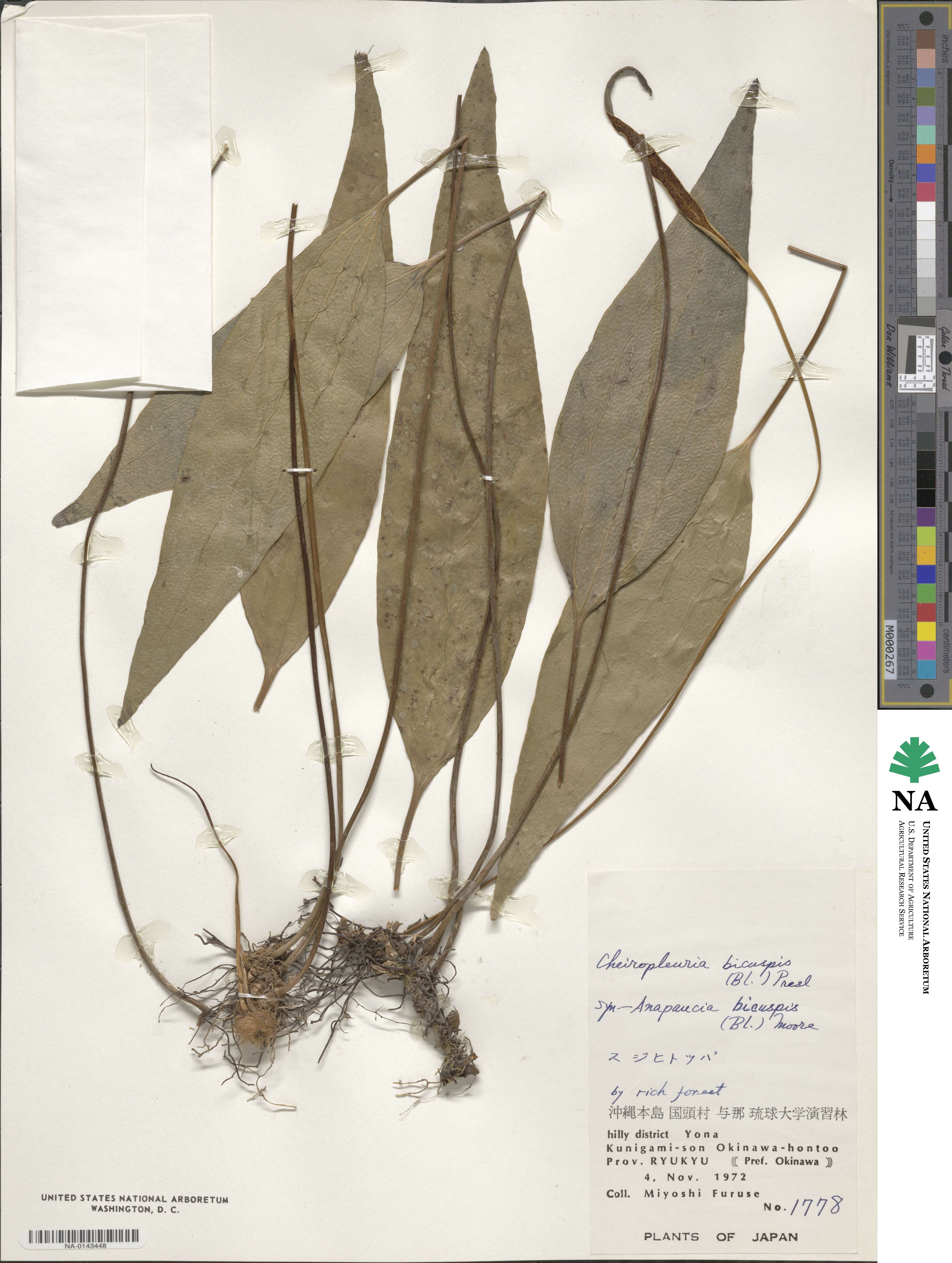 Cheiropleuria bicuspis image