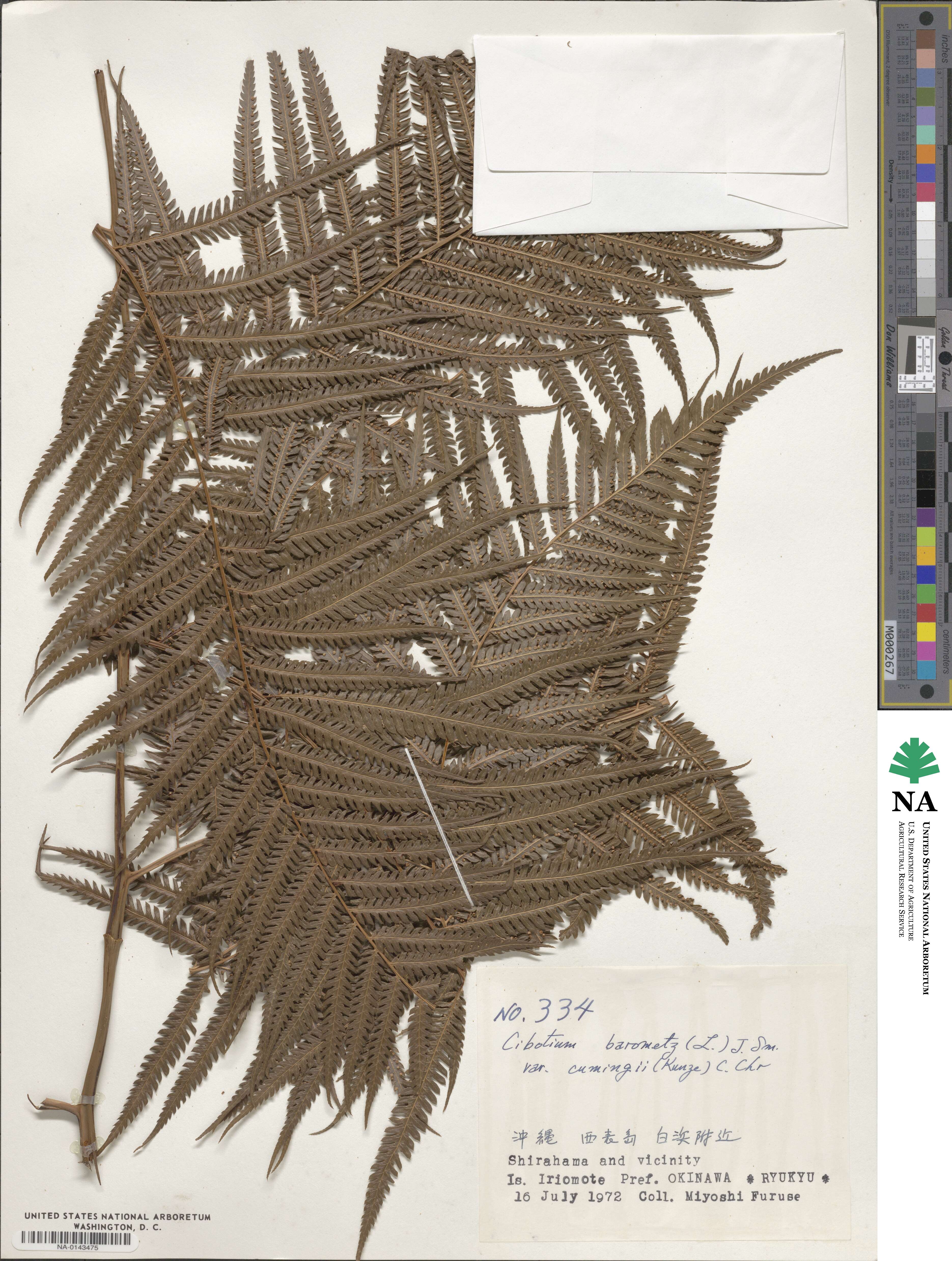 Cibotiaceae image
