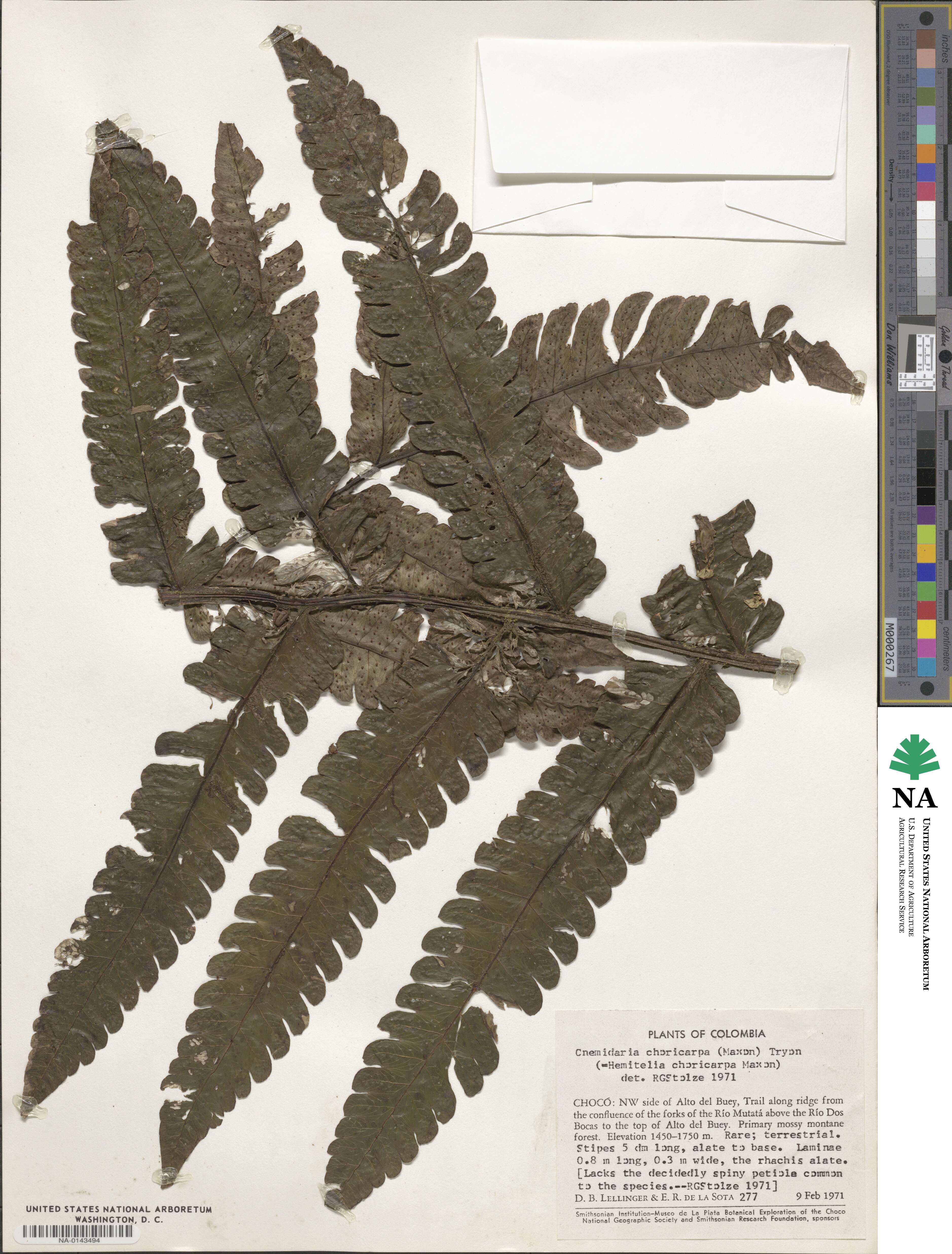 Cyathea choricarpa image