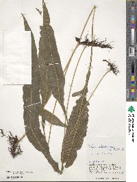 Leptochilus × shintenensis image