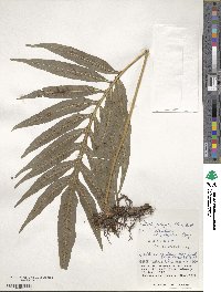 Leptochilus pothifolius image