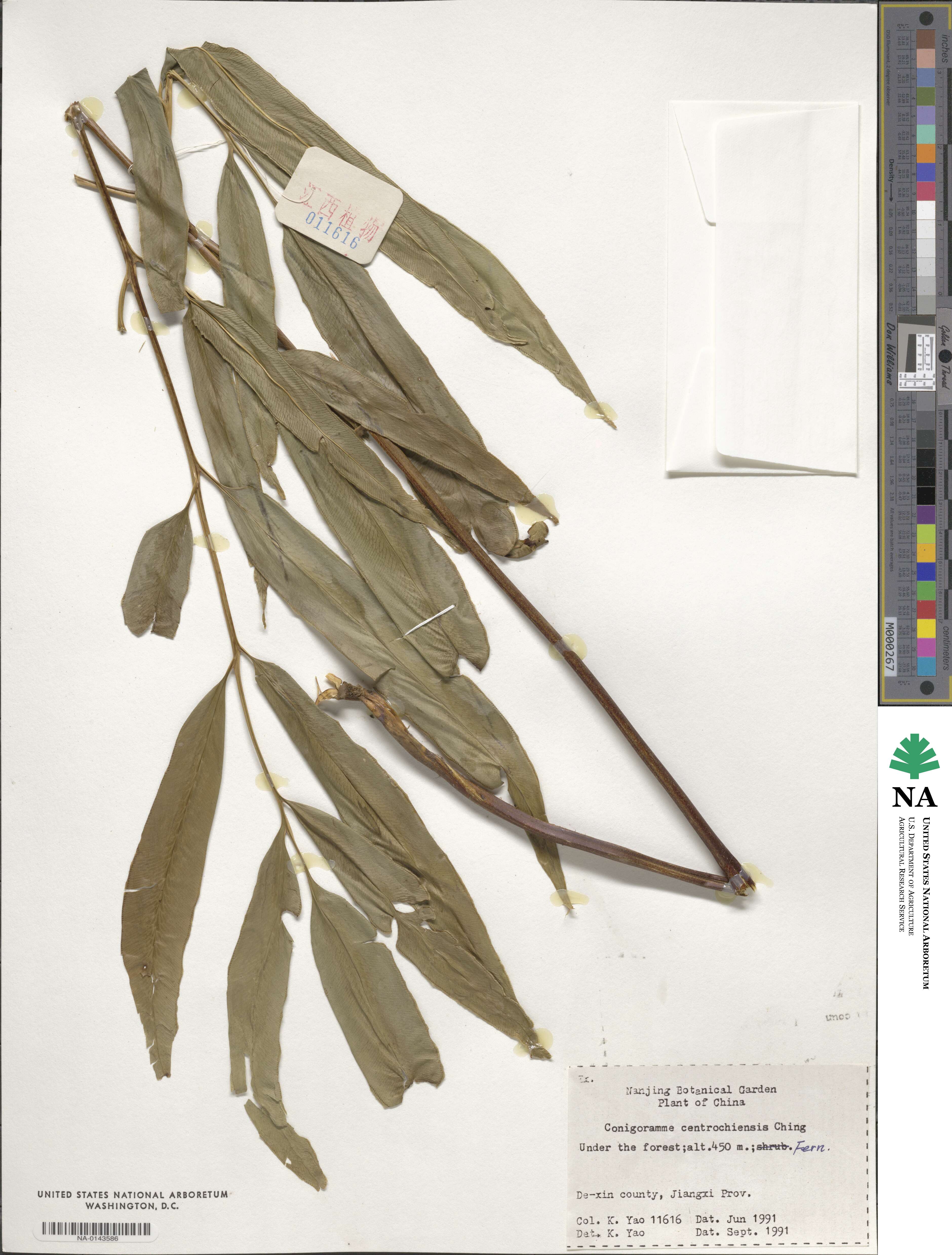 Coniogramme japonica image
