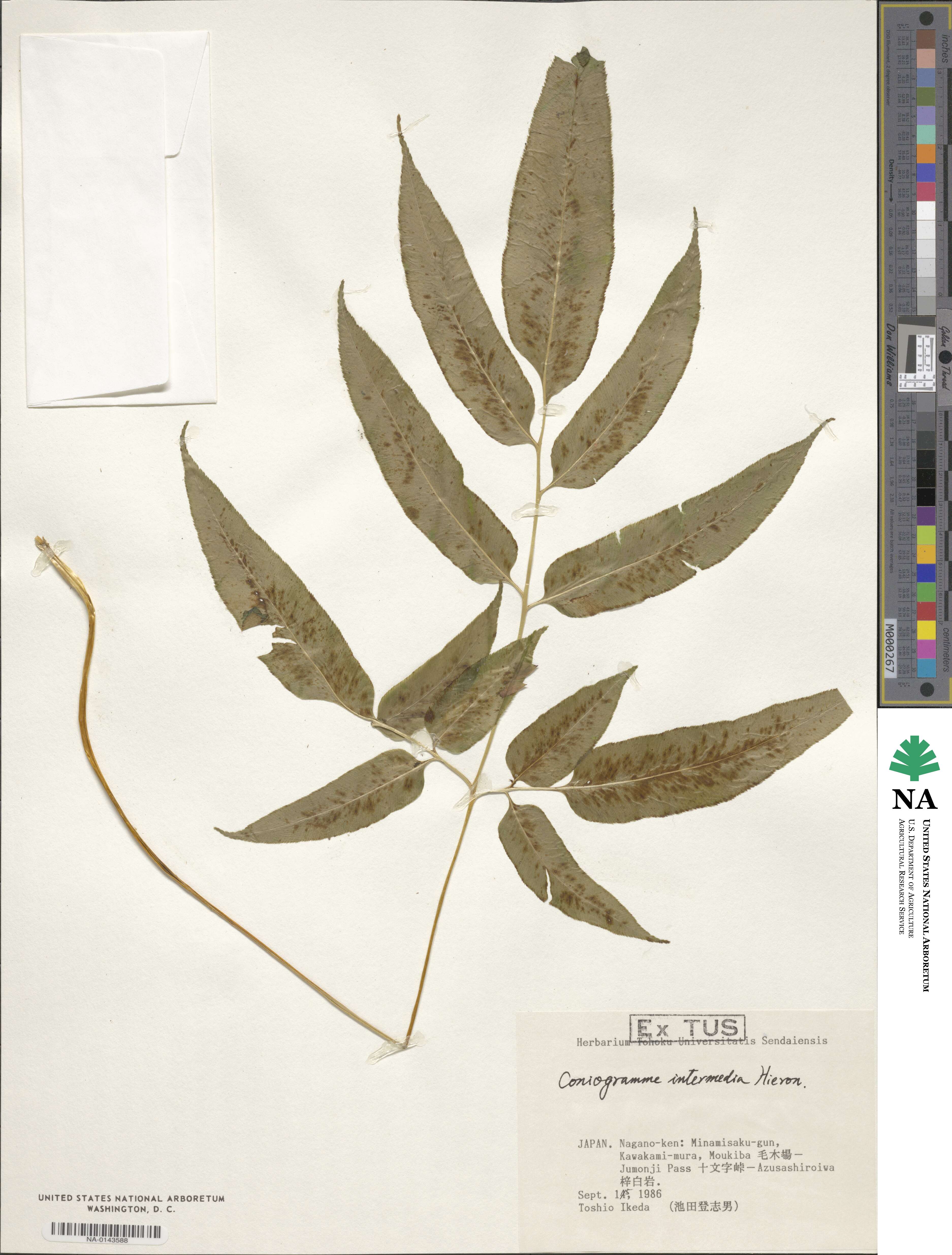 Coniogramme intermedia image